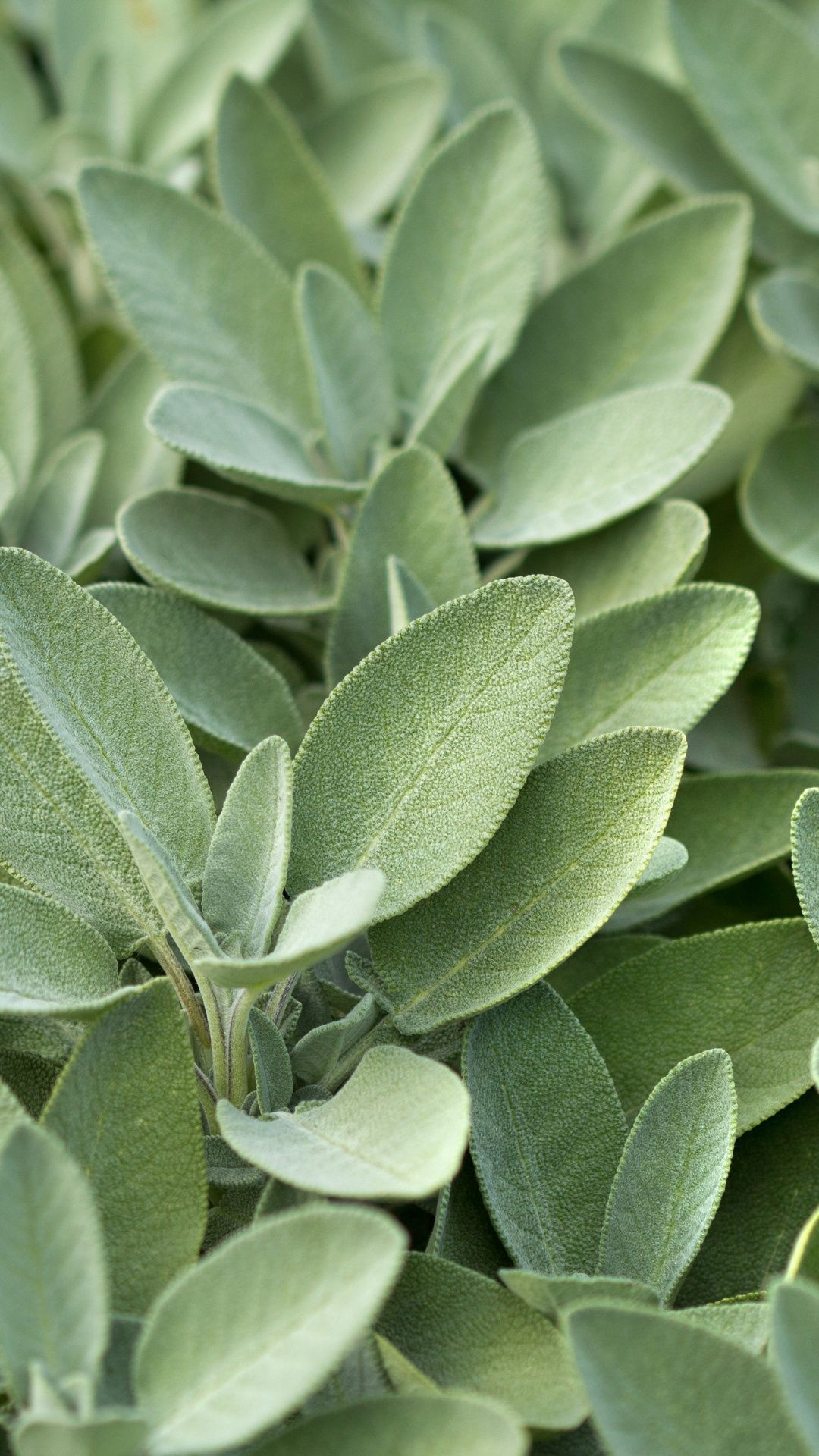 Sage herb plant, Culinary ingredient, Medicinal properties, Natural green, 1080x1920 Full HD Phone