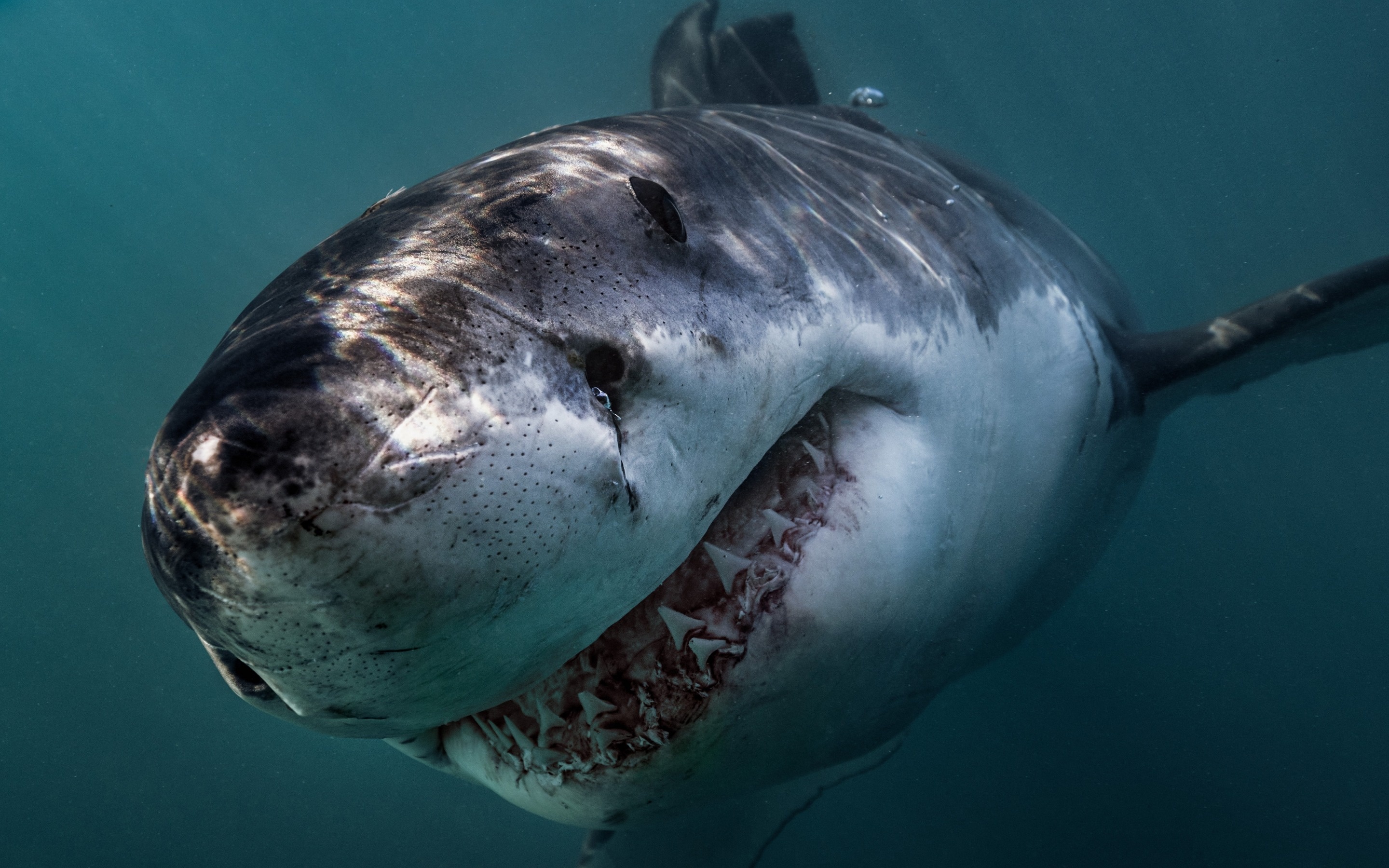 Great White Shark: Very dangerous animals, Predator, Ocean, Carcharodon carcharias. 2880x1800 HD Background.