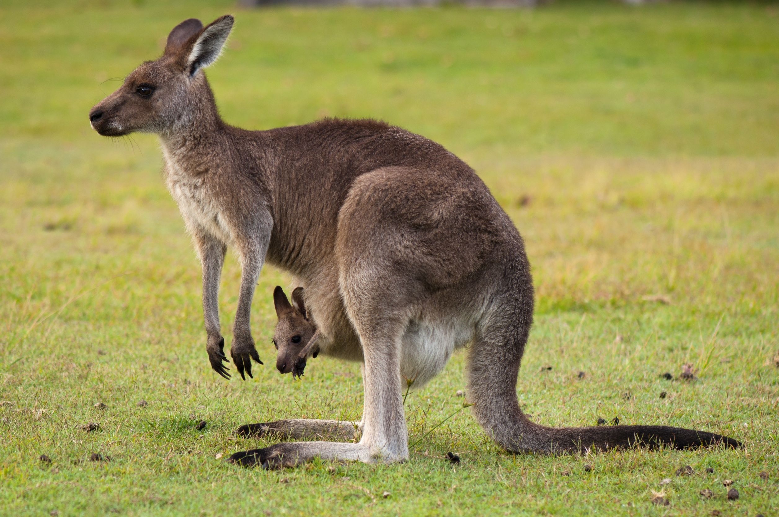 Kangaroo (Animals), Australian wildlife, Unique species, Natural habitat, 2520x1670 HD Desktop