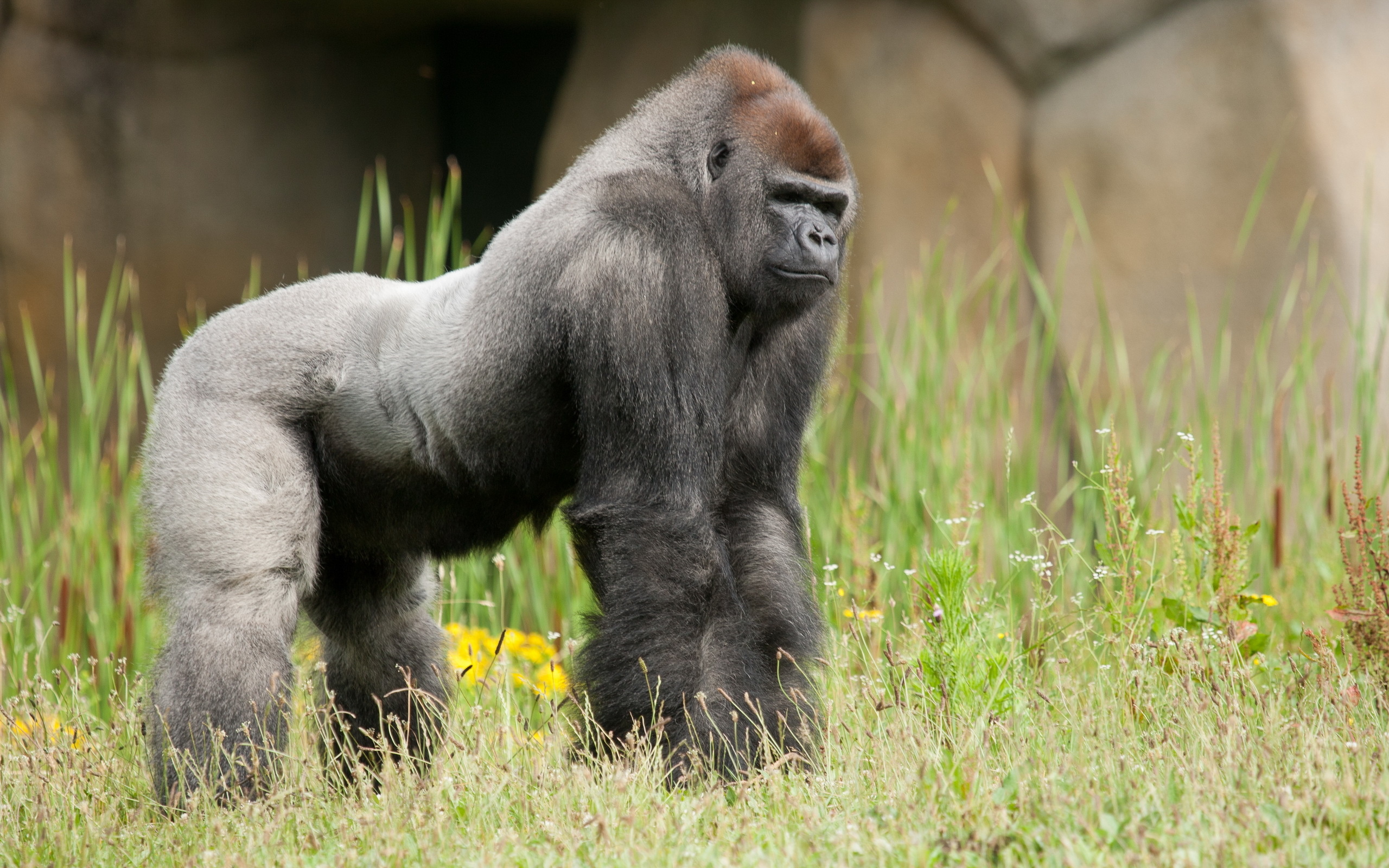 Virunga National Park, Gorilla, Wallpaper, Wildlife, 2560x1600 HD Desktop