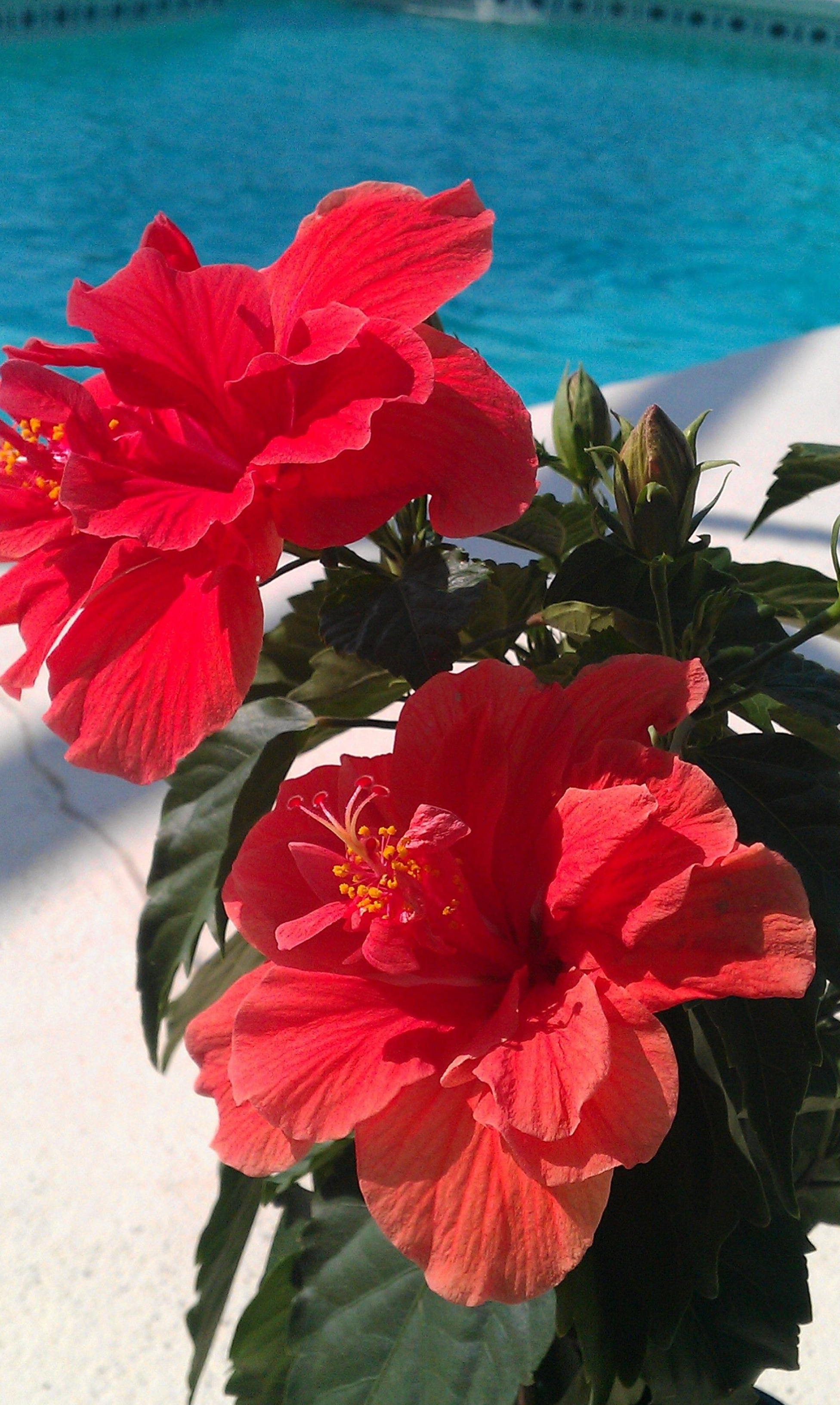 Hawaiian flowers, Tropical paradise, Exotic blossoms, Vibrant colors, 1960x3270 HD Phone
