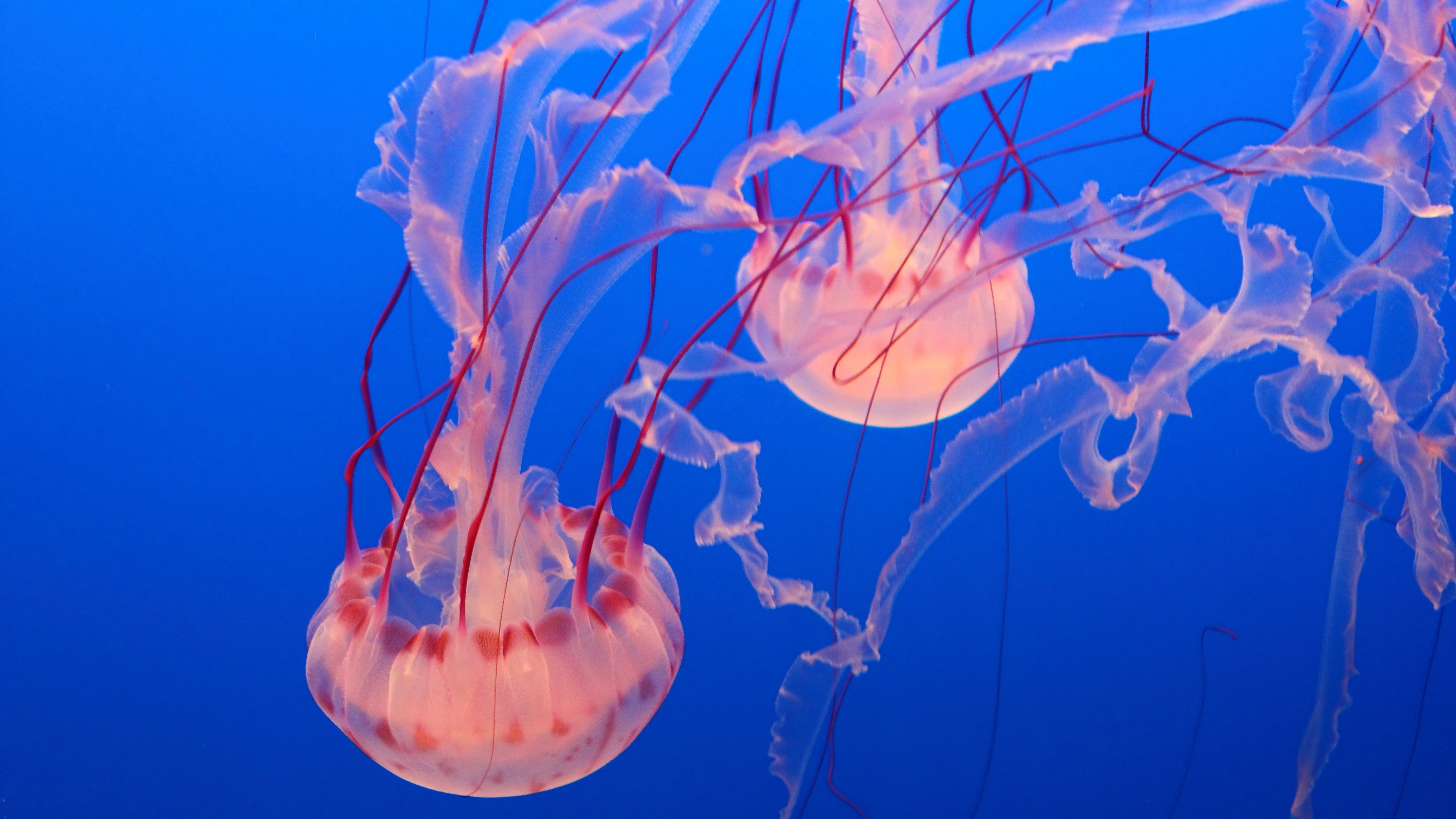 Oceanarium Other, Elegant jellyfish, Underwater tranquility, Oceanic serenity, 3840x2160 4K Desktop