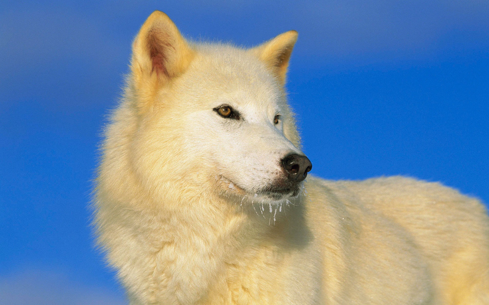Majestic arctic wolf, Snow-covered wonder, Arctic majesty, Breathtaking scenery, 1920x1200 HD Desktop