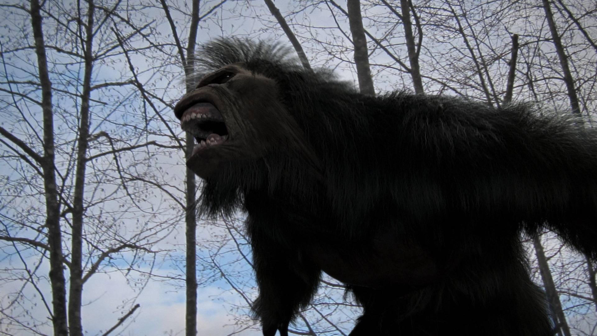Bigfoot sightings, Forest encounters, Elusive creature, Unexplained phenomenon, 1920x1080 Full HD Desktop