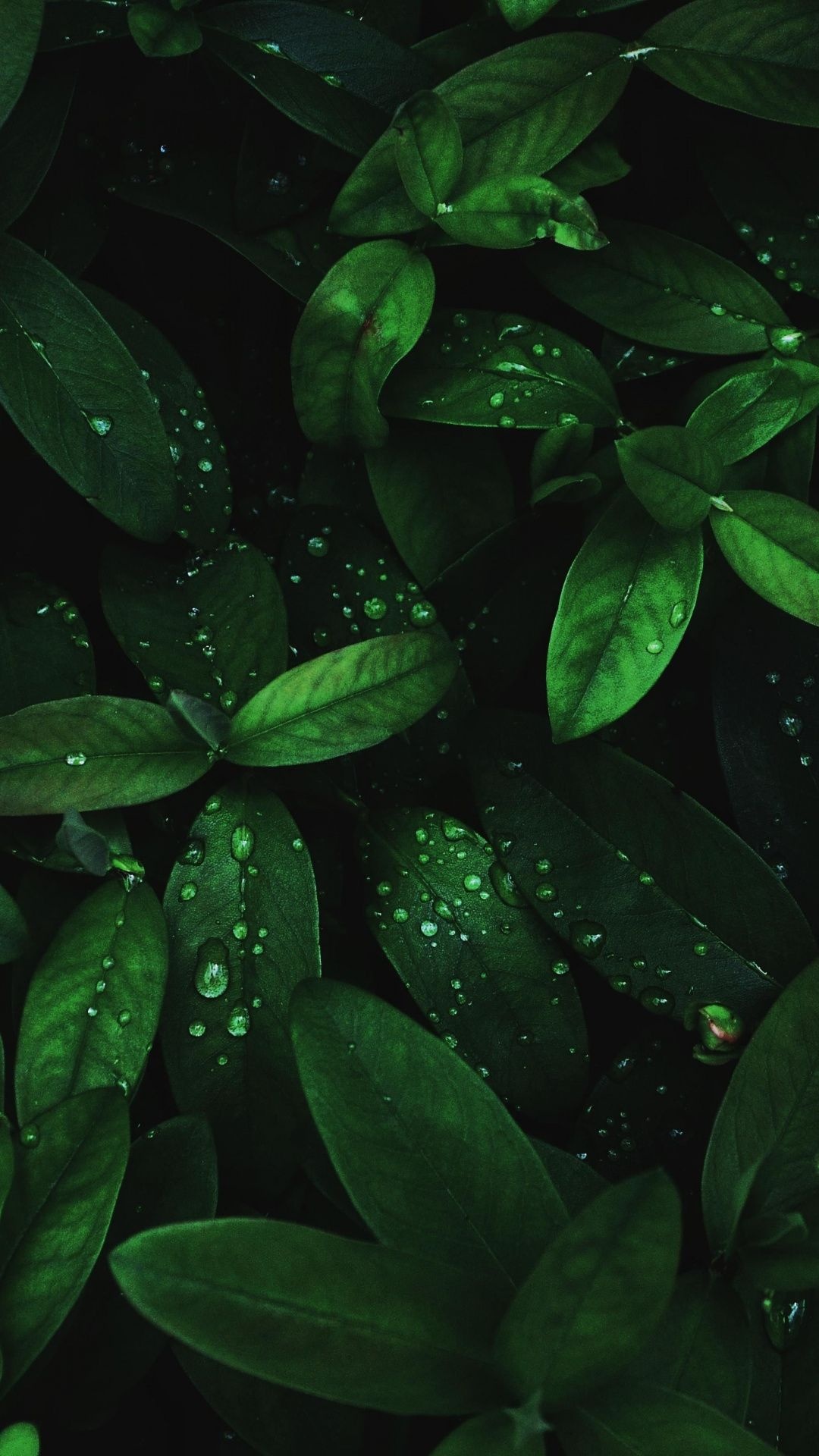 Green Leaf: The jungle circle of vegetation, A fern tropical forest, Amazing nature, Leaves covered with raindrops. 1080x1920 Full HD Background.