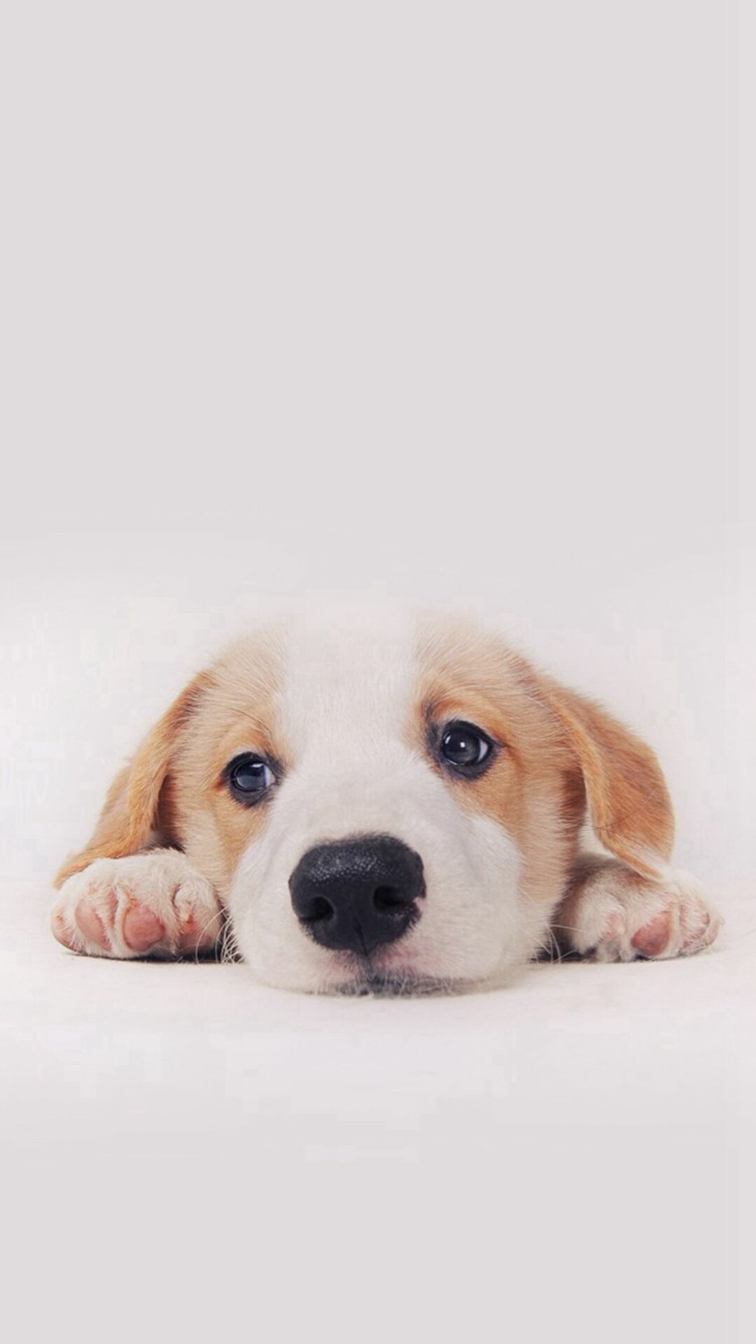 Puppy: Referred to as "man's best friend, A baby dog. 1080x1920 Full HD Wallpaper.