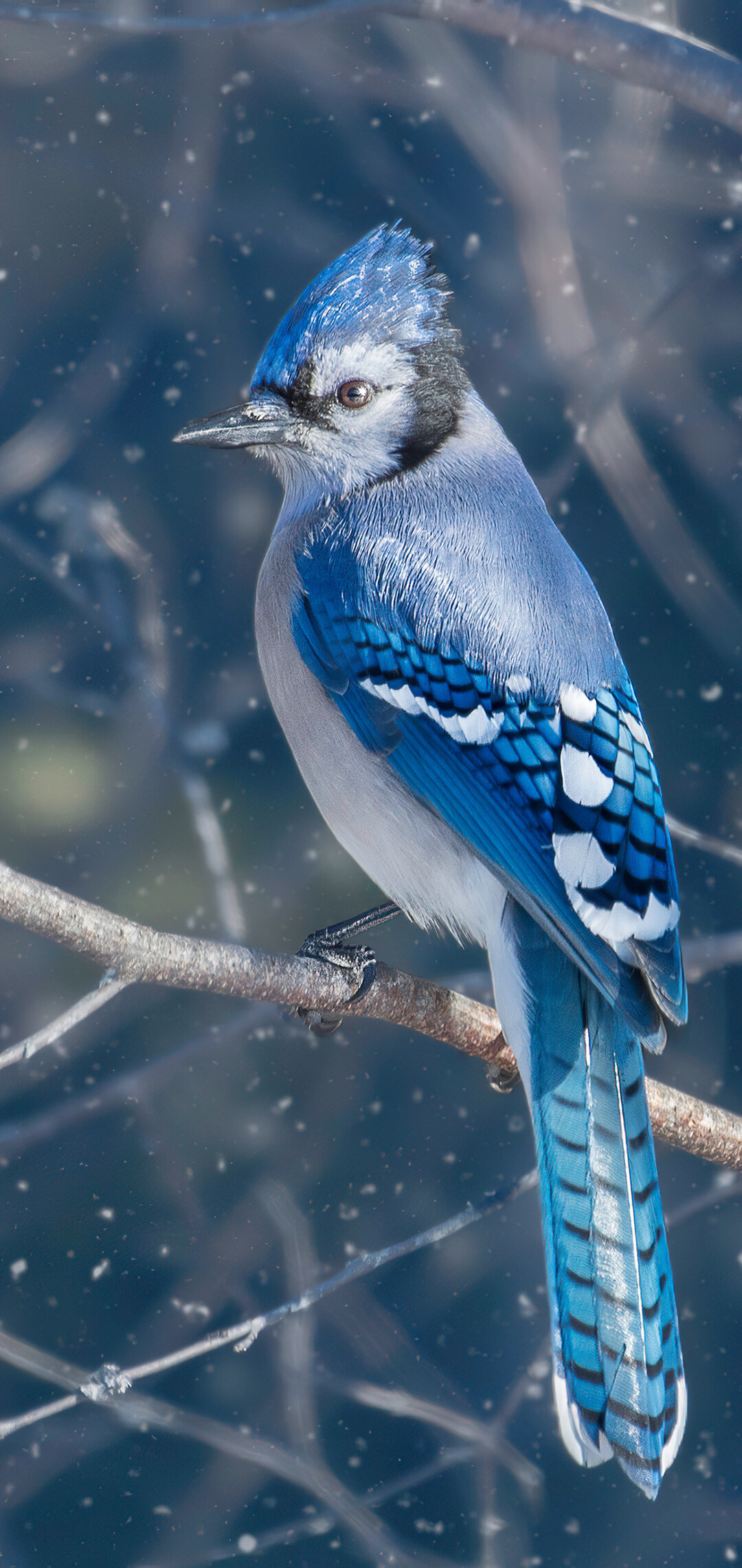 Bird: Blue Jay, Cyanocitta cristata, Songbird. 1080x2280 HD Wallpaper.