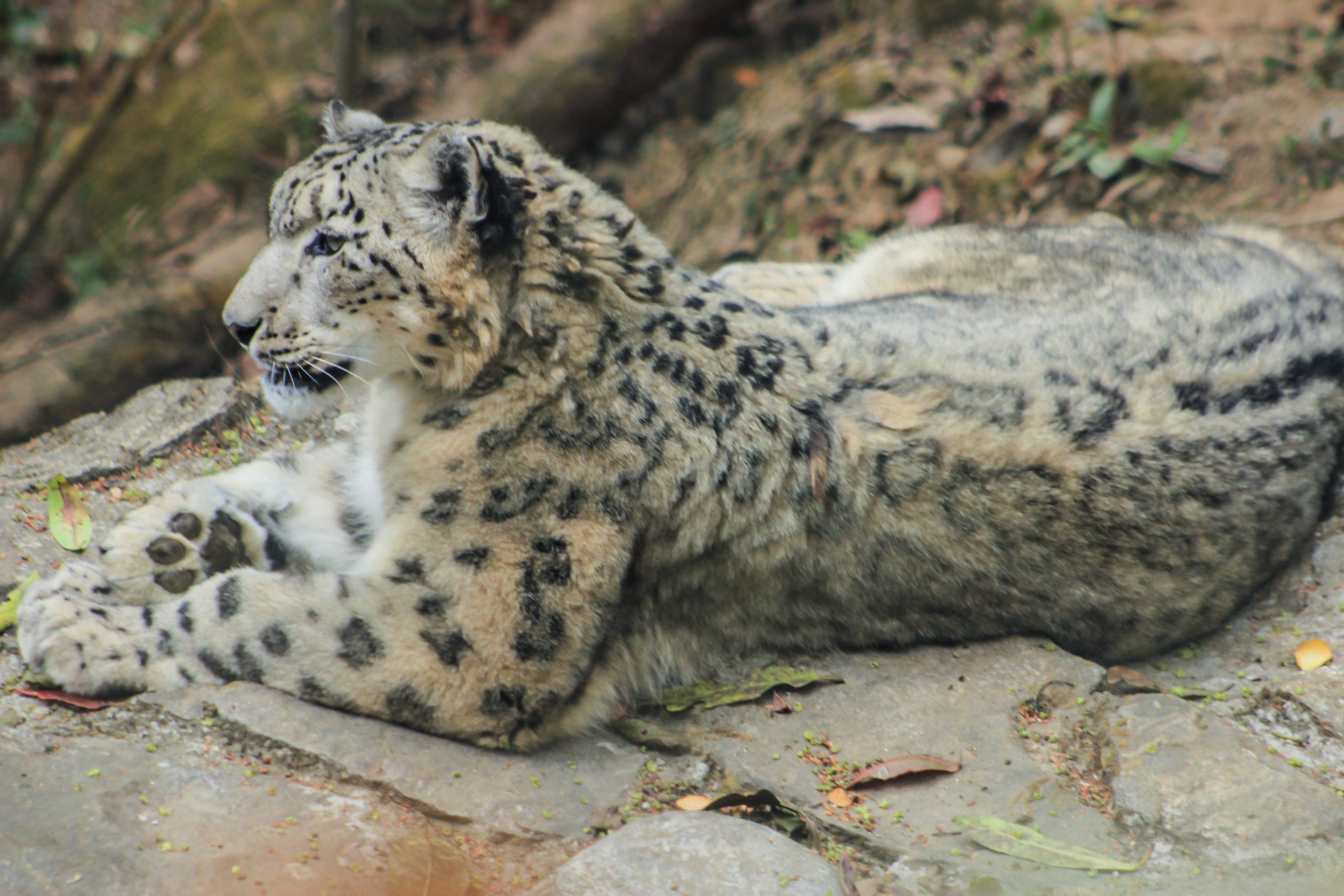 Snow Leopard, Free image, 2560x1710 HD Desktop