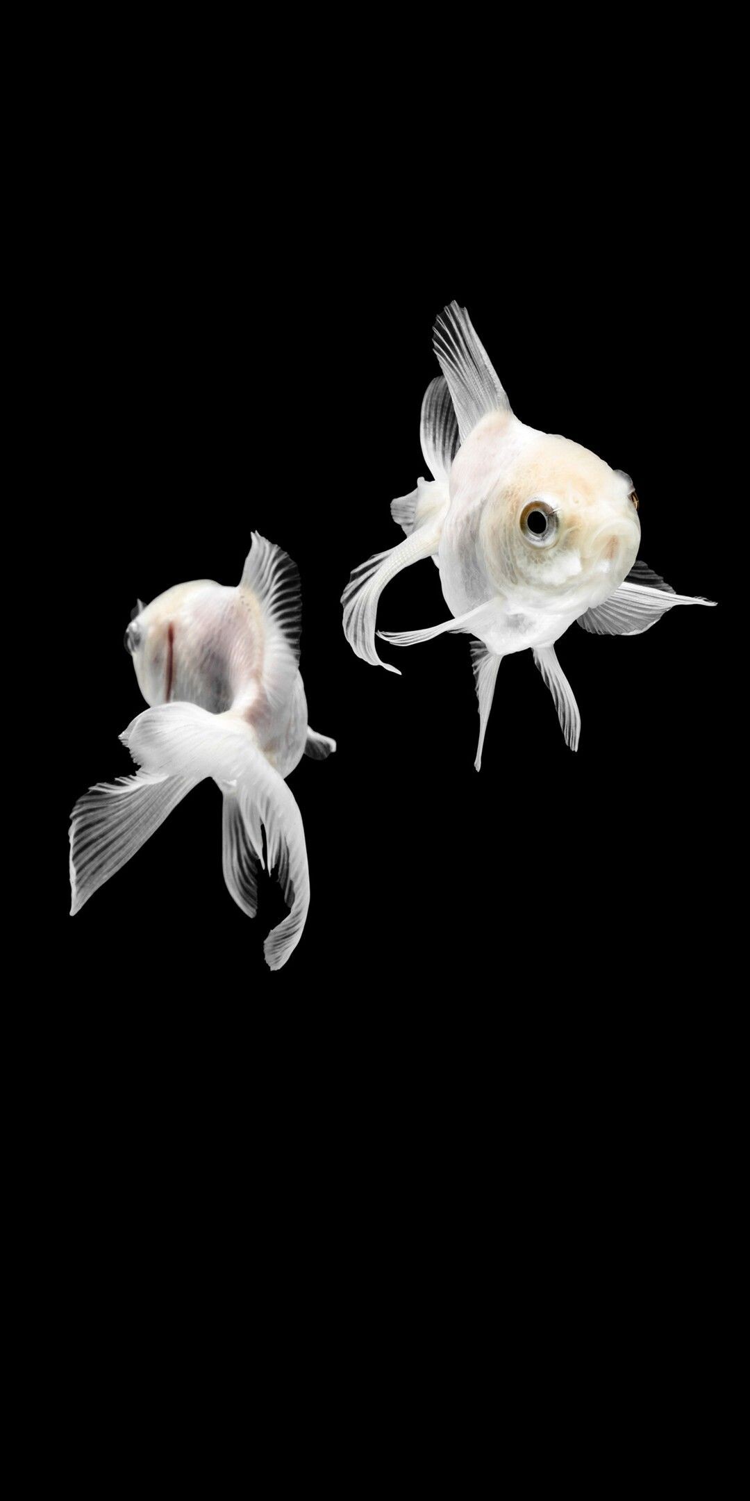 Gold Fish: White-colored Carassius auratus, A freshwater fish, The Cyprinidae family. 1080x2160 HD Background.