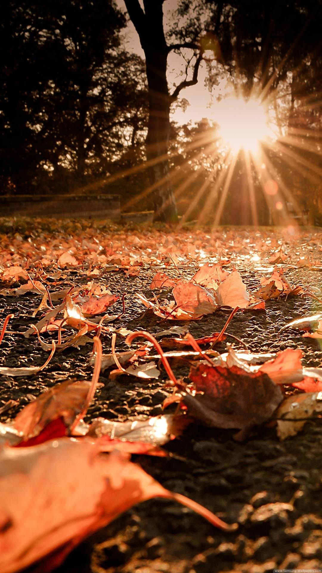 Autumn harmony, Golden leaves, Crisp fall air, Orchard freshness, Harvest season, 1080x1920 Full HD Phone