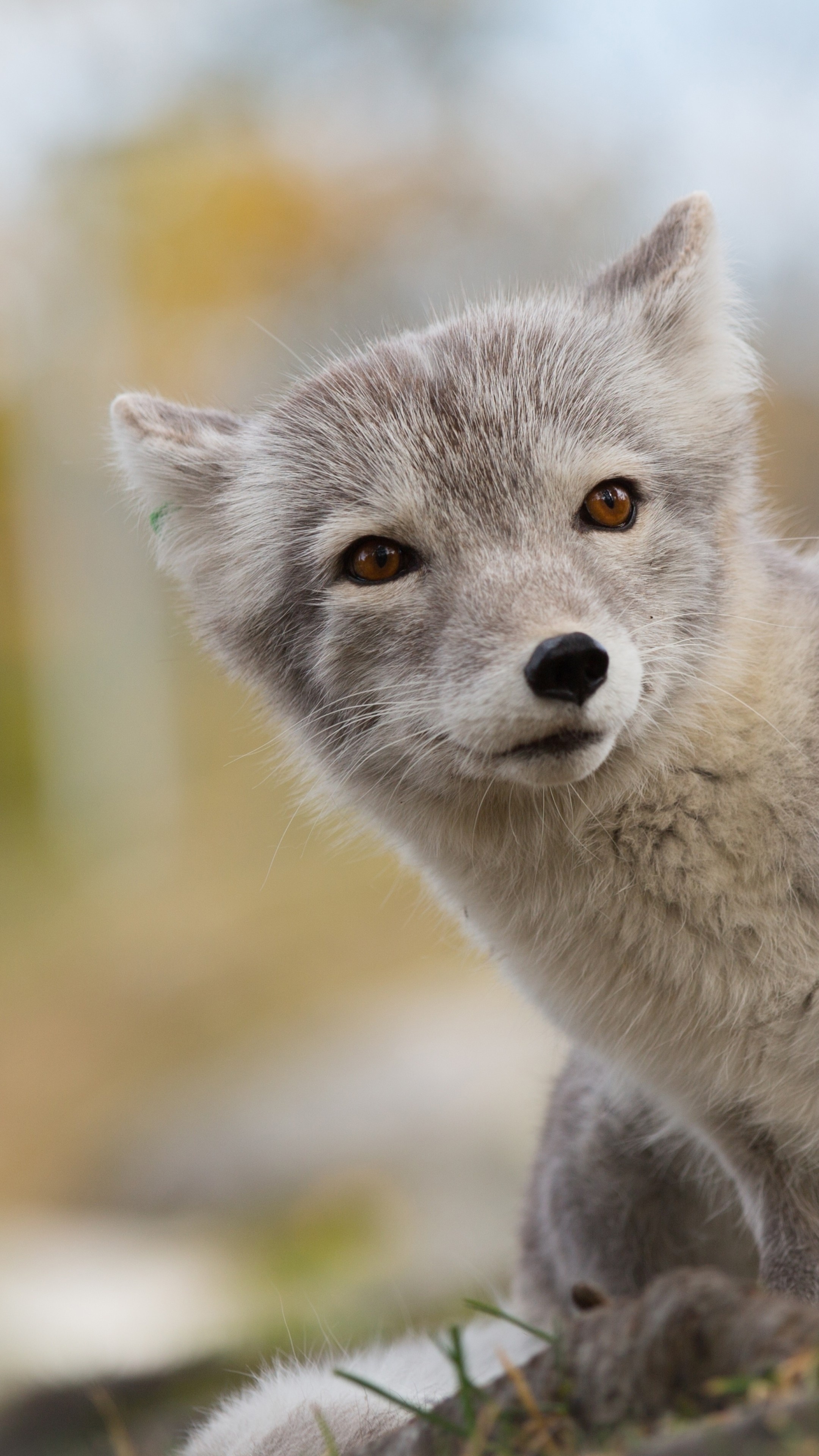 Arctic Fox, Northern hemisphere treasure, Mysterious animal, Enchanting species, 2160x3840 4K Handy