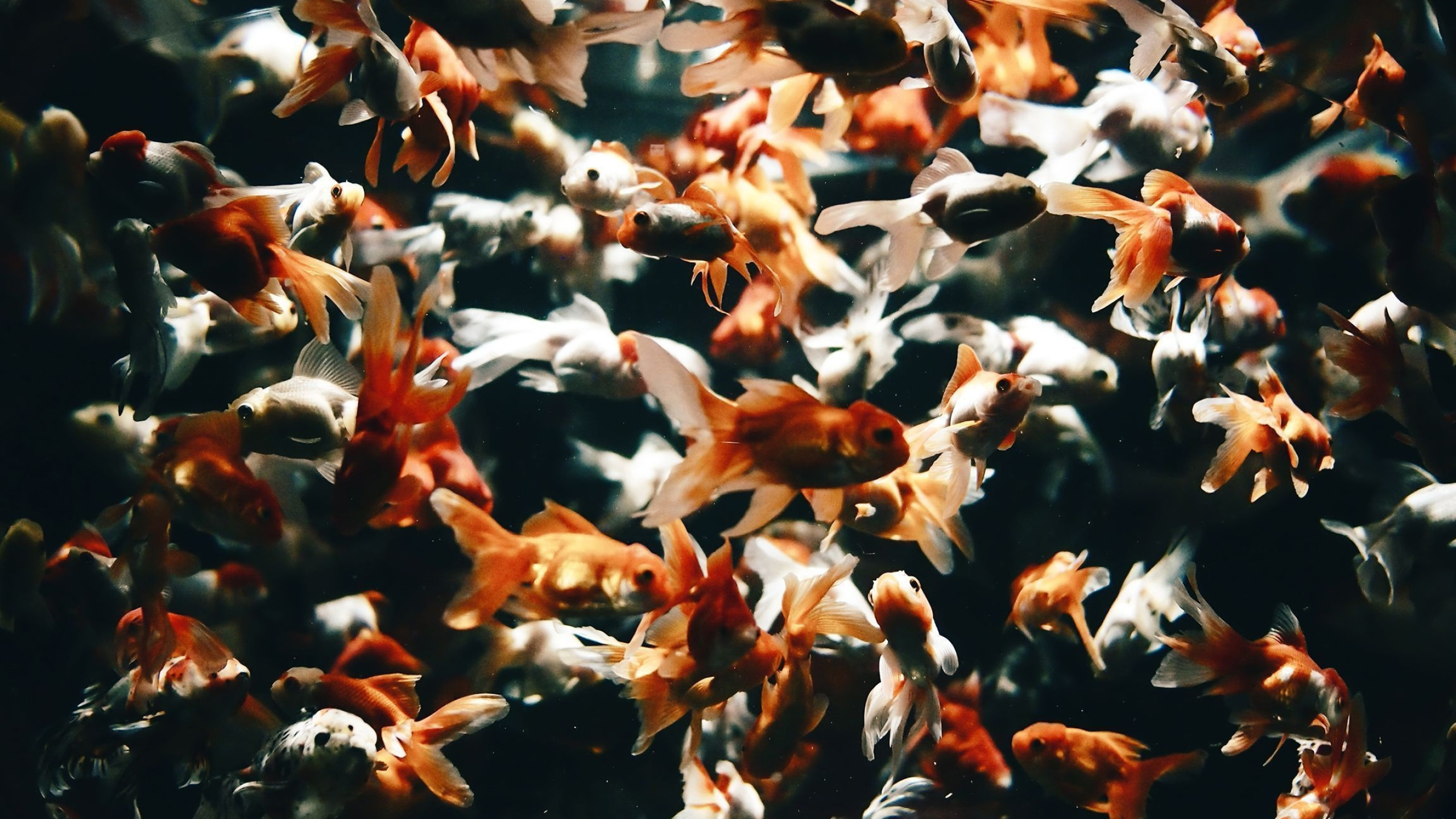 Goldfish: Popular pets, Kept in home aquariums or outdoor ponds. 2560x1440 HD Wallpaper.