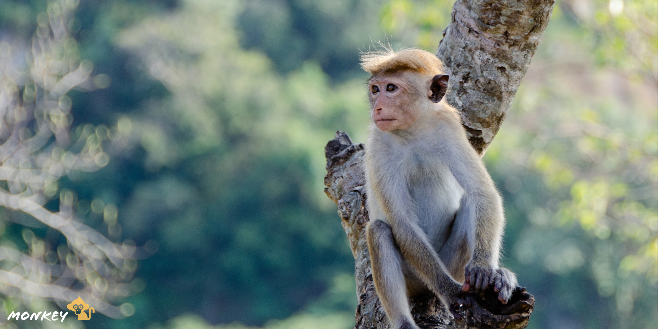 Monkey, HD wallpapers, animal photography, monkey lovers, 2560x1280 Dual Screen Desktop
