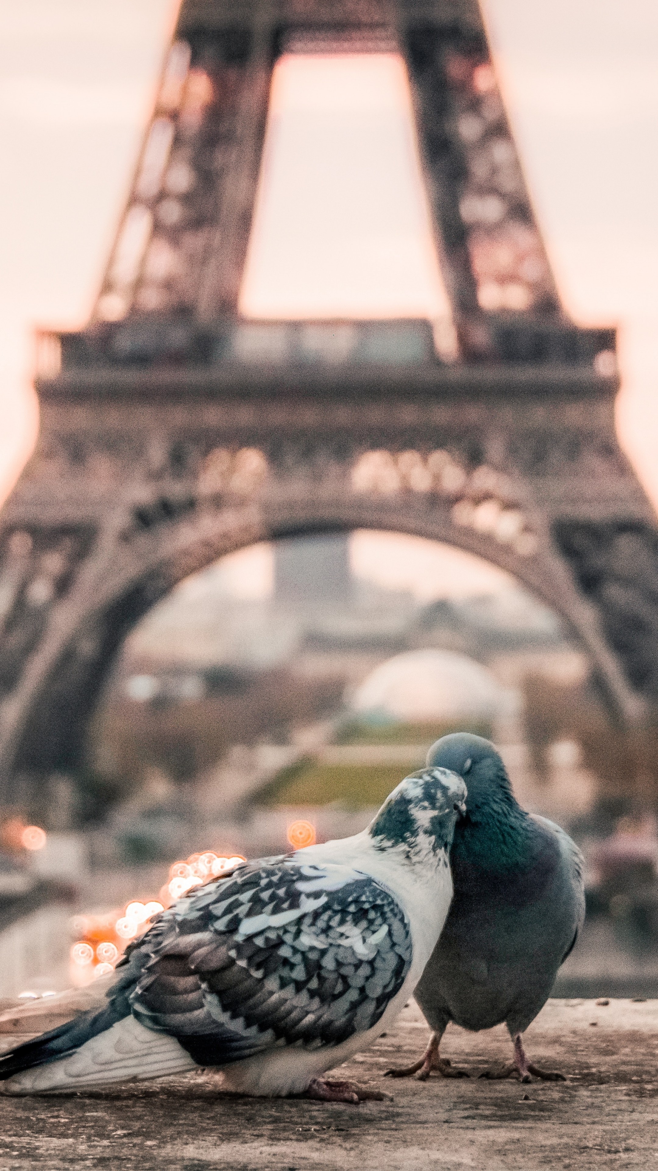 Pigeon: Doves, Medium-sized birds, usually measuring between 30 and 40 cm in length. 2160x3840 4K Background.