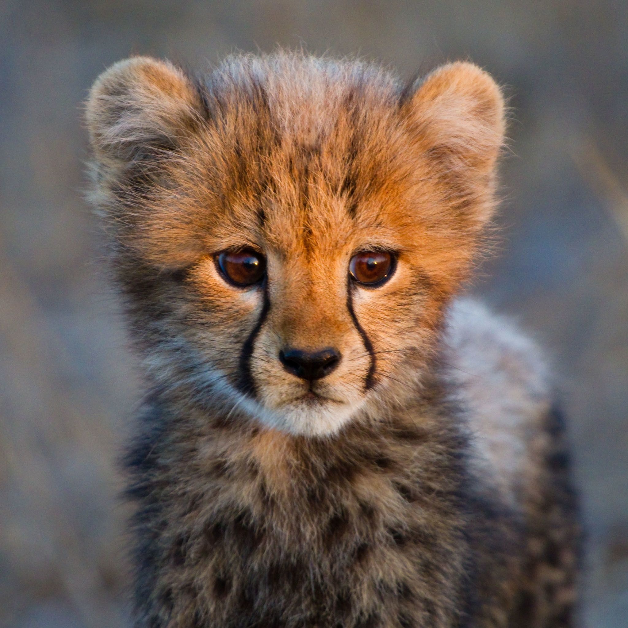 Cute cheetah wallpapers, Adorable backgrounds, Playful and cute, Delightful images, 2050x2050 HD Handy