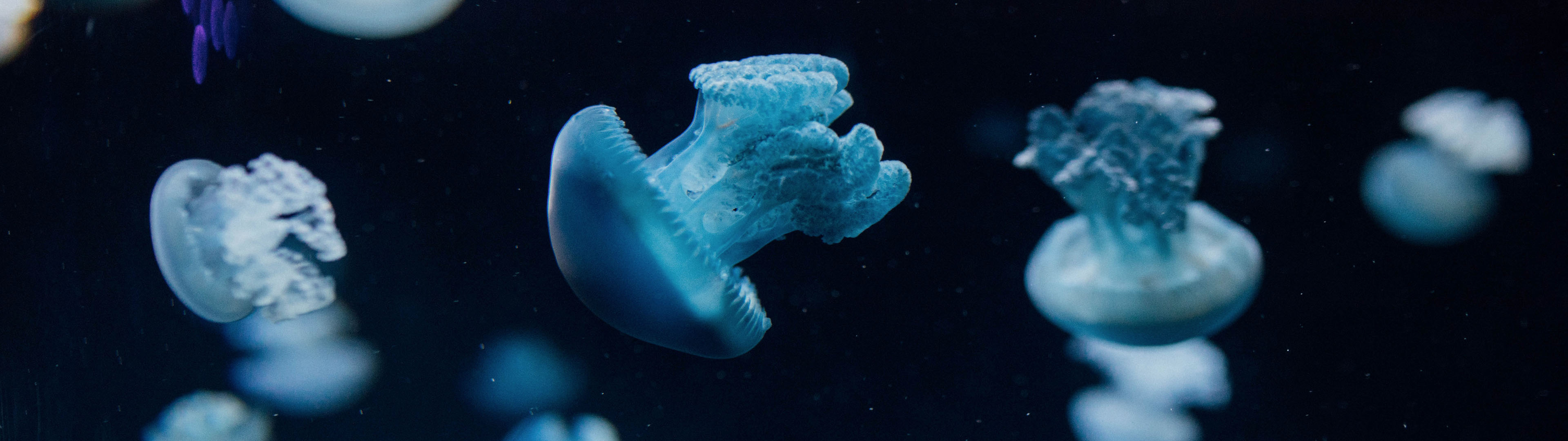 Floating jellyfish, Wide wallpaper, Ultrawide magic, Mesmerizing underwater, 3840x1080 Dual Screen Desktop