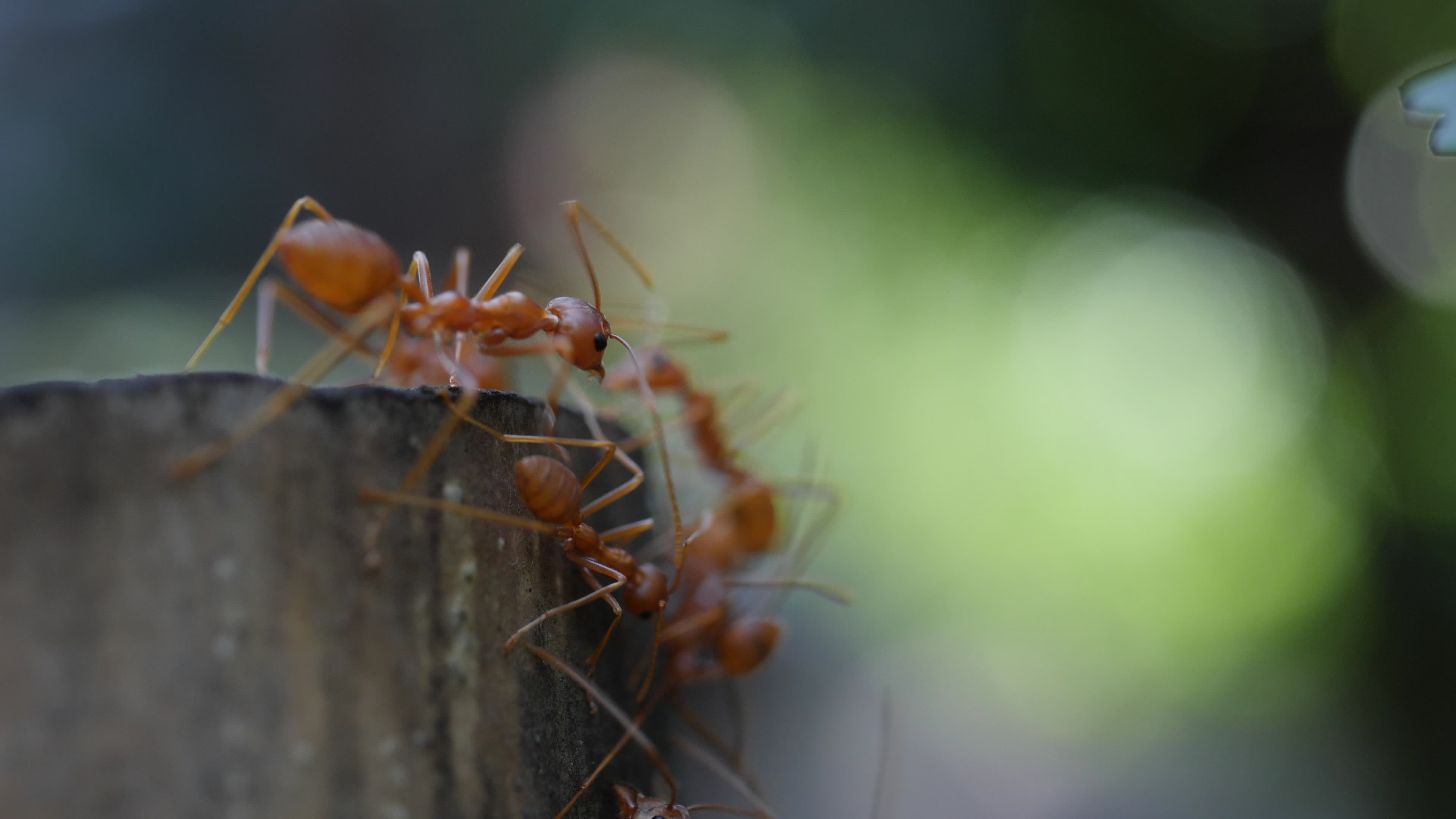 Red ants on ground, Close-up view, Stock video, Ground exploration, 3840x2160 4K Desktop