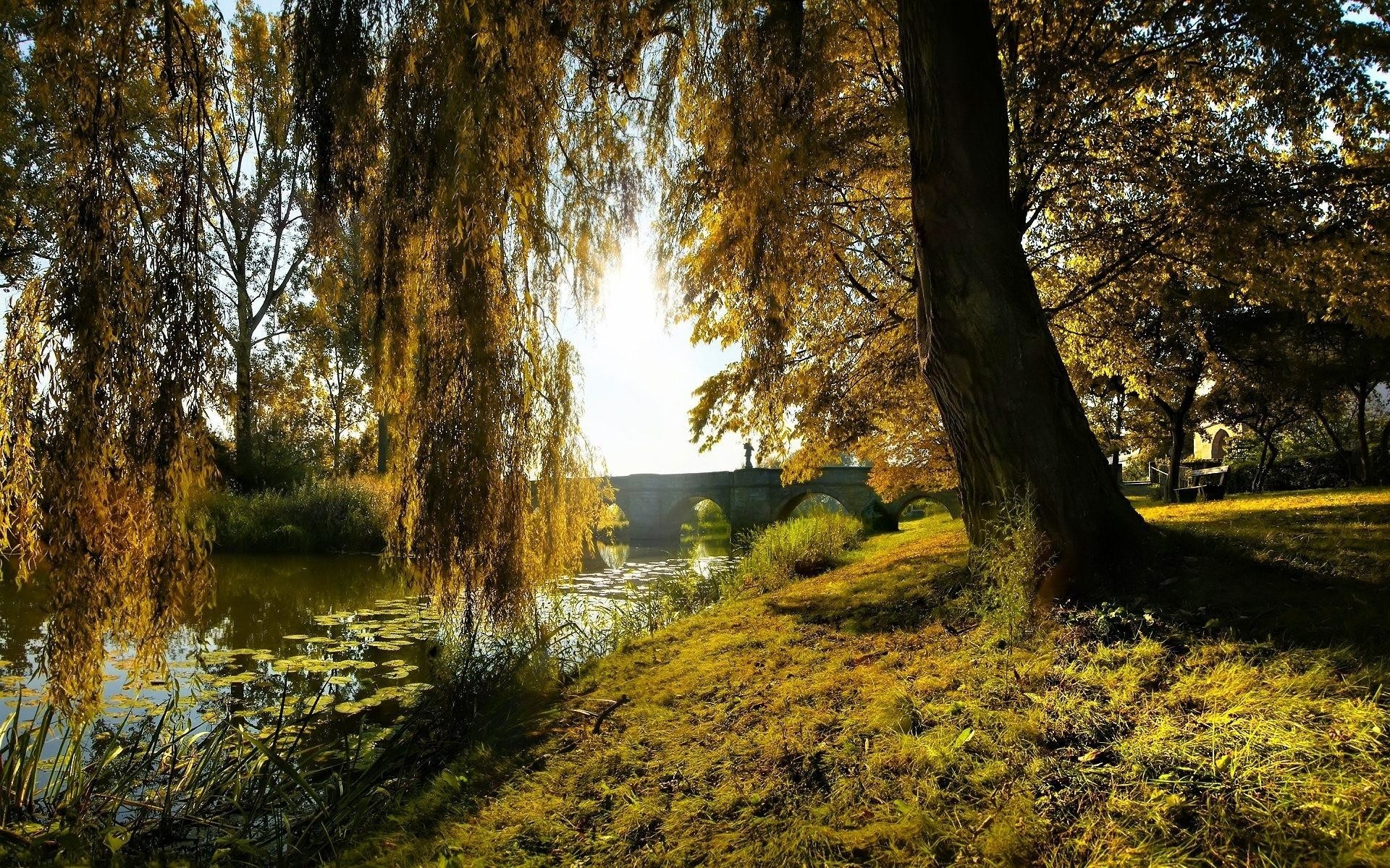 Willow wallpaper, Nature's elegance, Serene beauty, Enchanting atmosphere, 1920x1200 HD Desktop