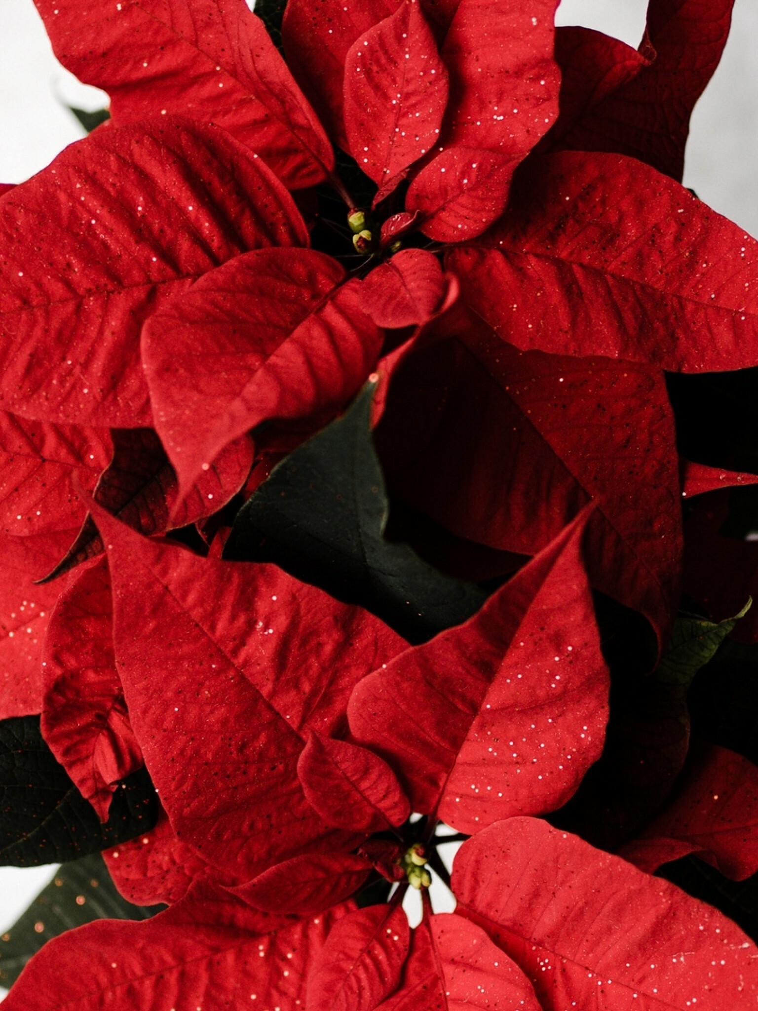 Poinsettia: Poinsettias grow well in moist soil and temperatures between 65 and 70 degrees F. 1540x2050 HD Background.