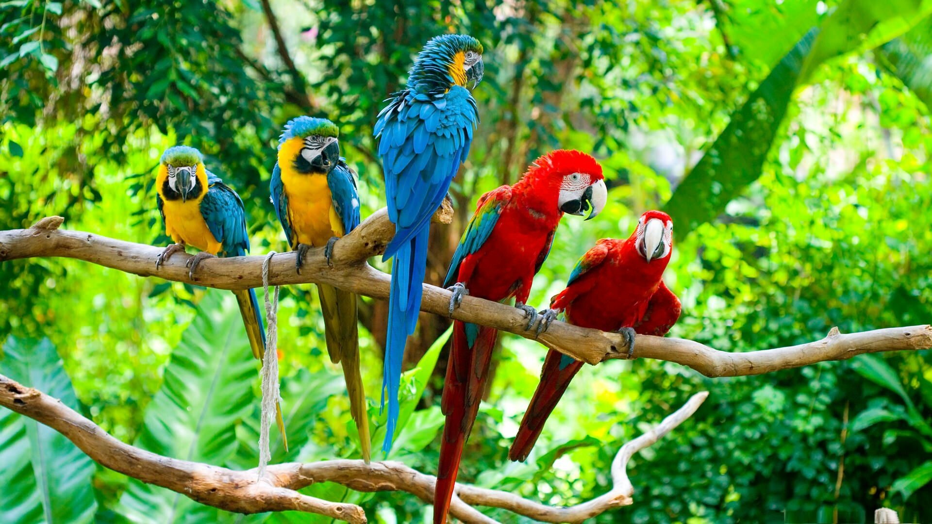 Parrot: A Group of Beautiful Macaw, Tropical Birds, Animals. 1920x1080 Full HD Wallpaper.