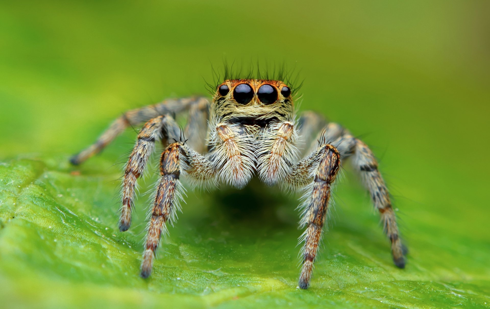 Spider species diversity, Animal kingdom marvels, Macro photography wonders, HD wallpapers, 1920x1220 HD Desktop
