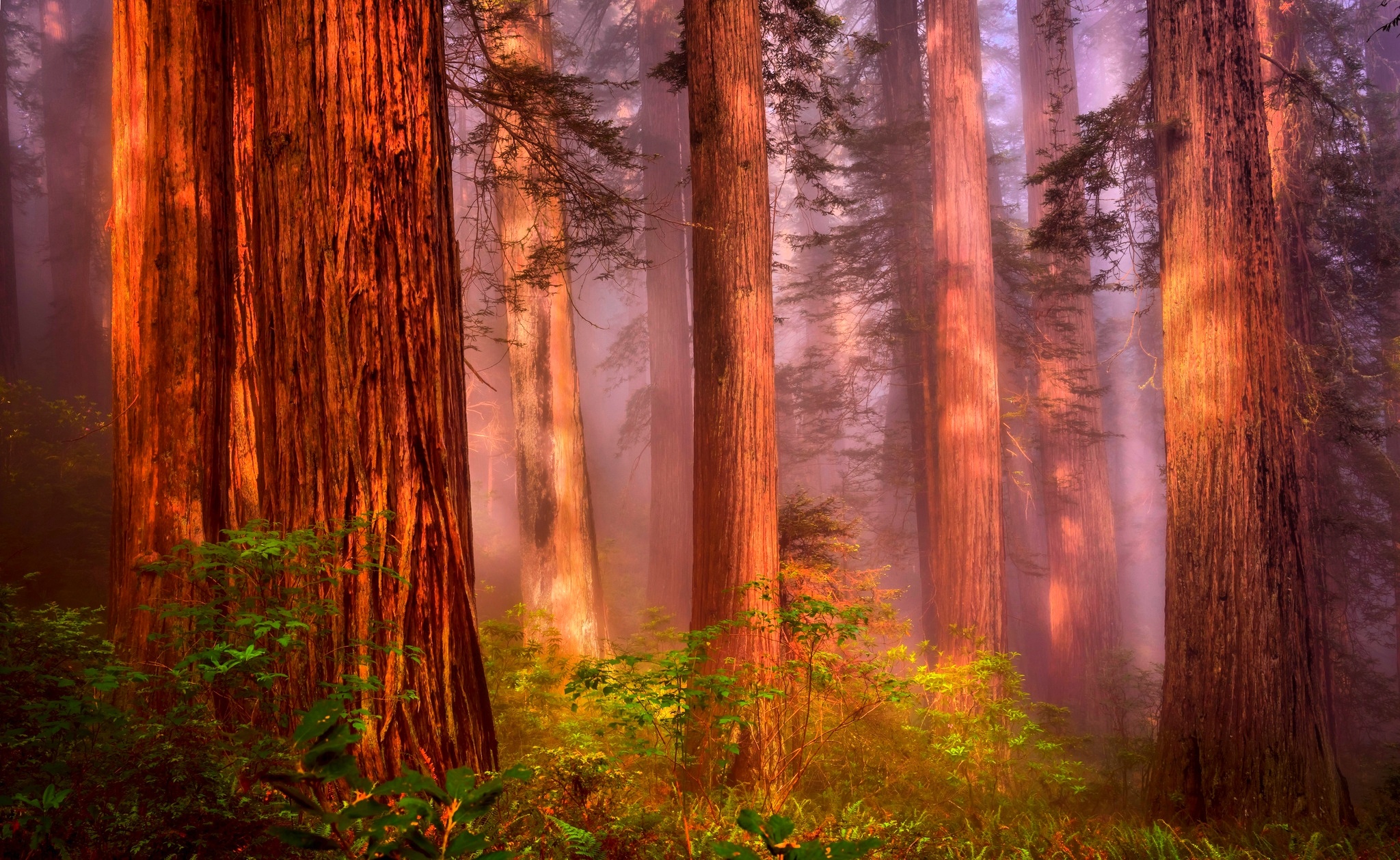 Redwood HD wallpapers, Captivating beauty, Tree photography, Nature's allure, 2050x1260 HD Desktop