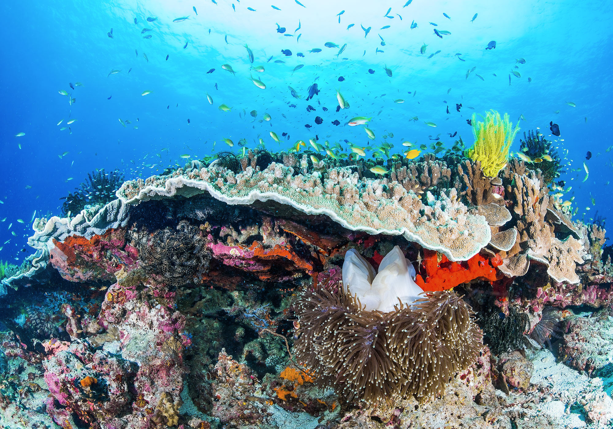 Coral Sea, Fototapeten digitaldrucktapete, Digital printing, Underwater allure, 2000x1400 HD Desktop