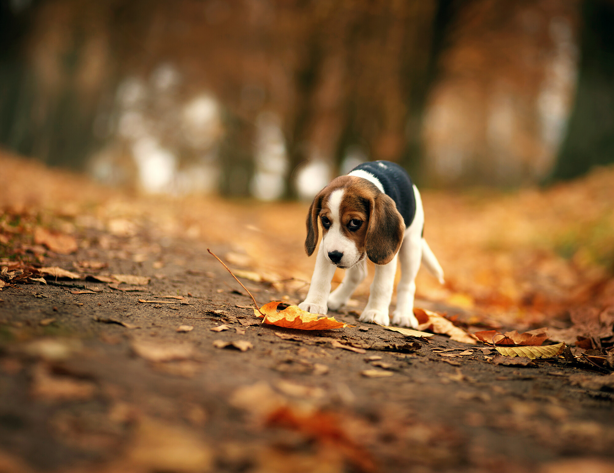 Beagle: The front legs are straight and carried under the body, Animals. 2000x1550 HD Background.