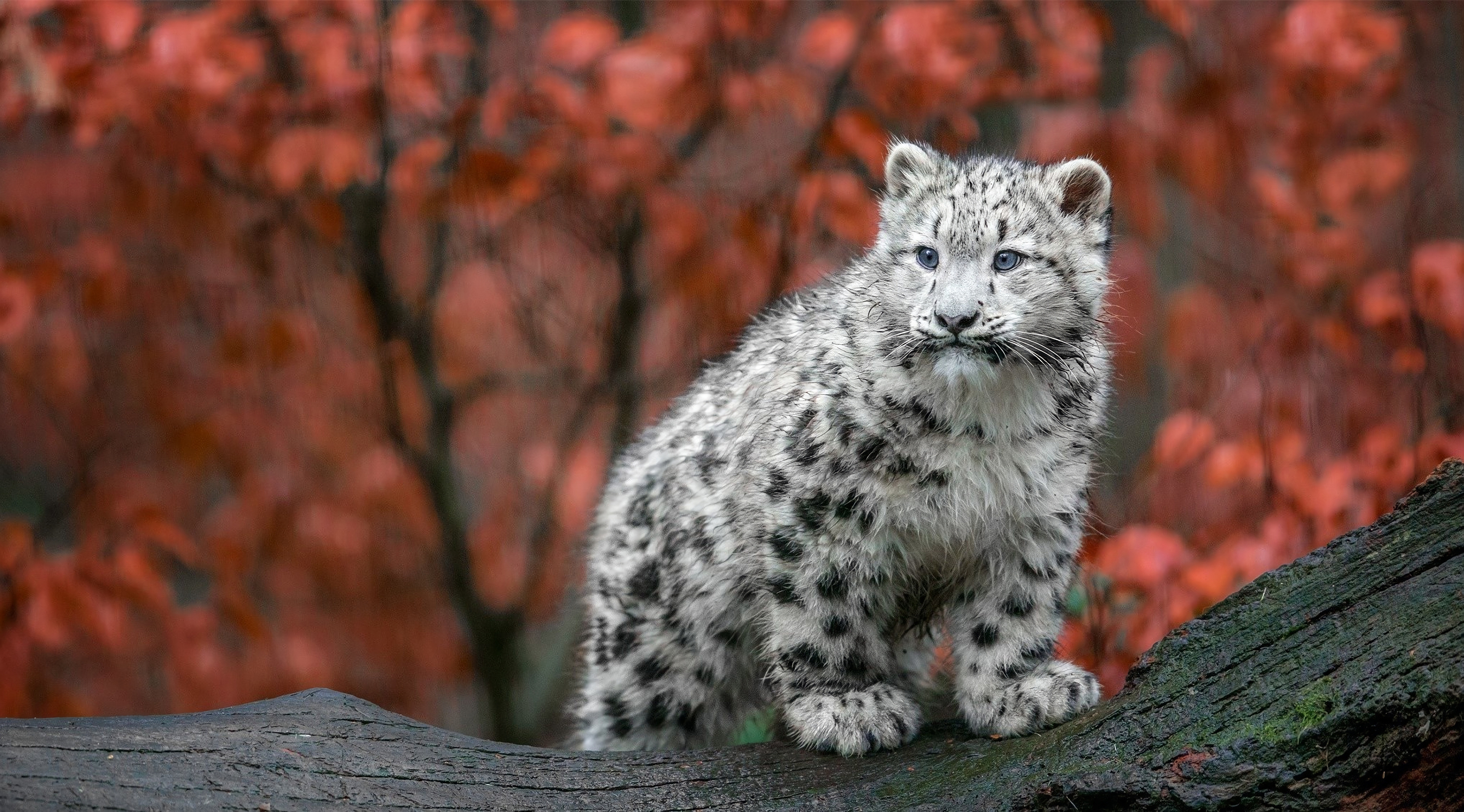 Snow Leopard, Baby, HD Photos, 3840x2140 HD Desktop