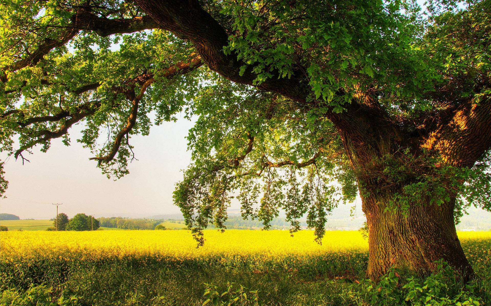 Oak Tree, Oak tree wallpapers, Nature backgrounds, Scenic beauty, 1920x1200 HD Desktop