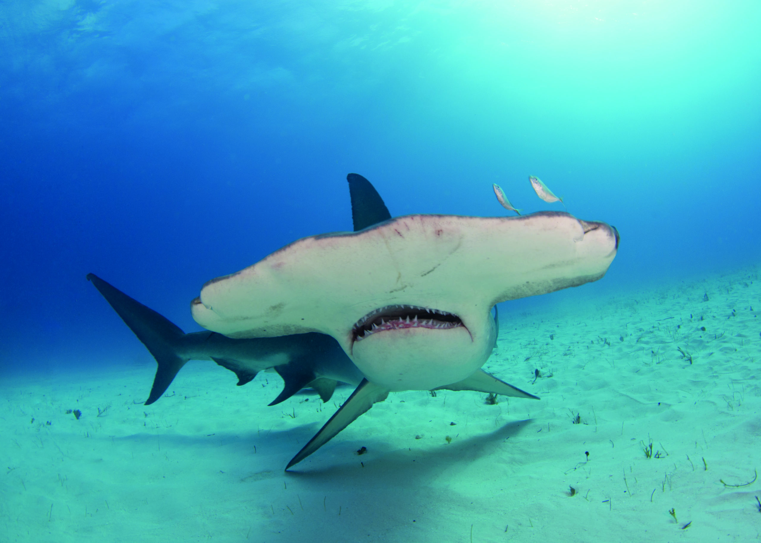 Hammerhead sharks, Cool facts, Fascinating marine creatures, AnimalTalk's insights, 2560x1830 HD Desktop