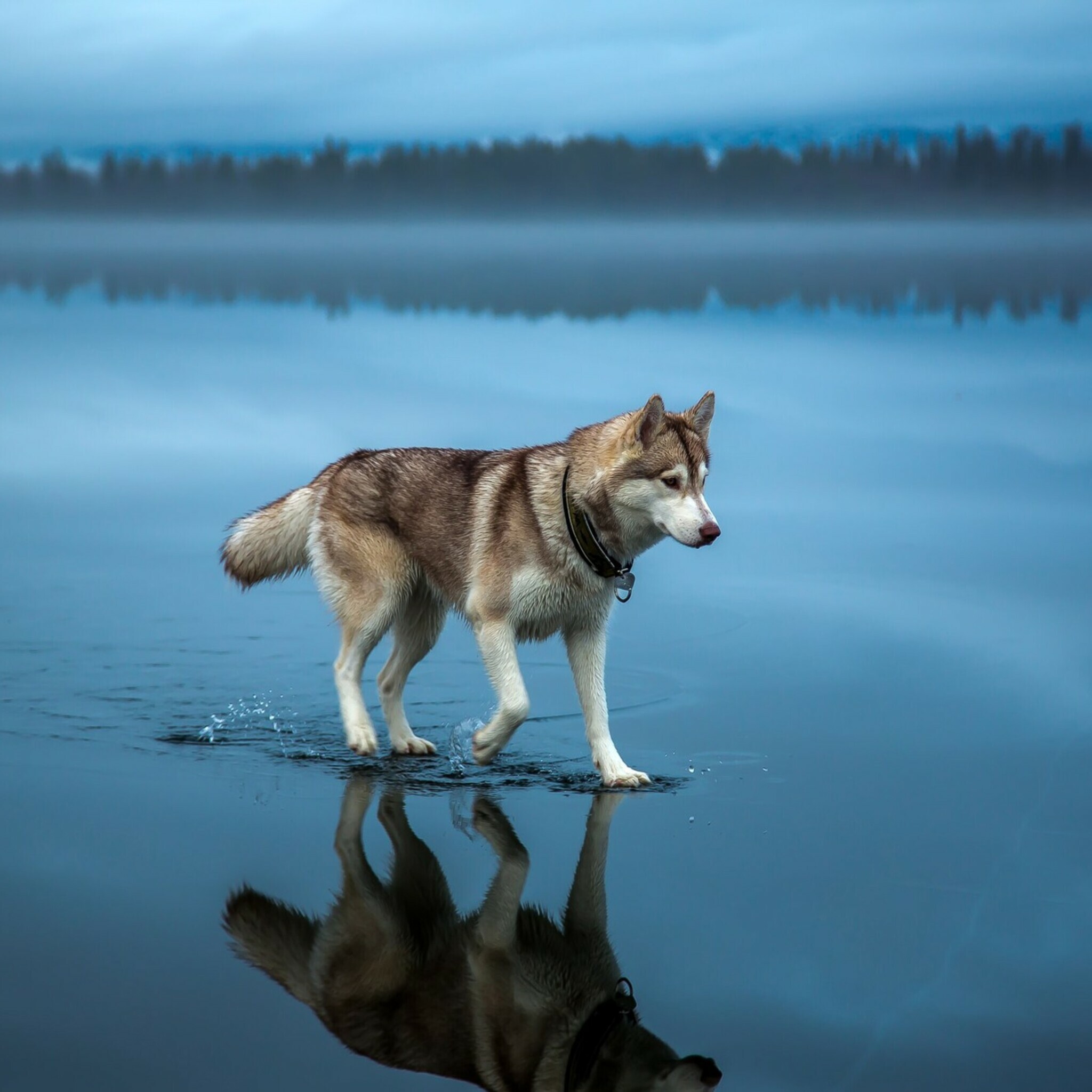 Siberian Husky: The breed was originally developed by the Chukchi people of the Chukchi Peninsula in eastern Siberia. 2050x2050 HD Background.