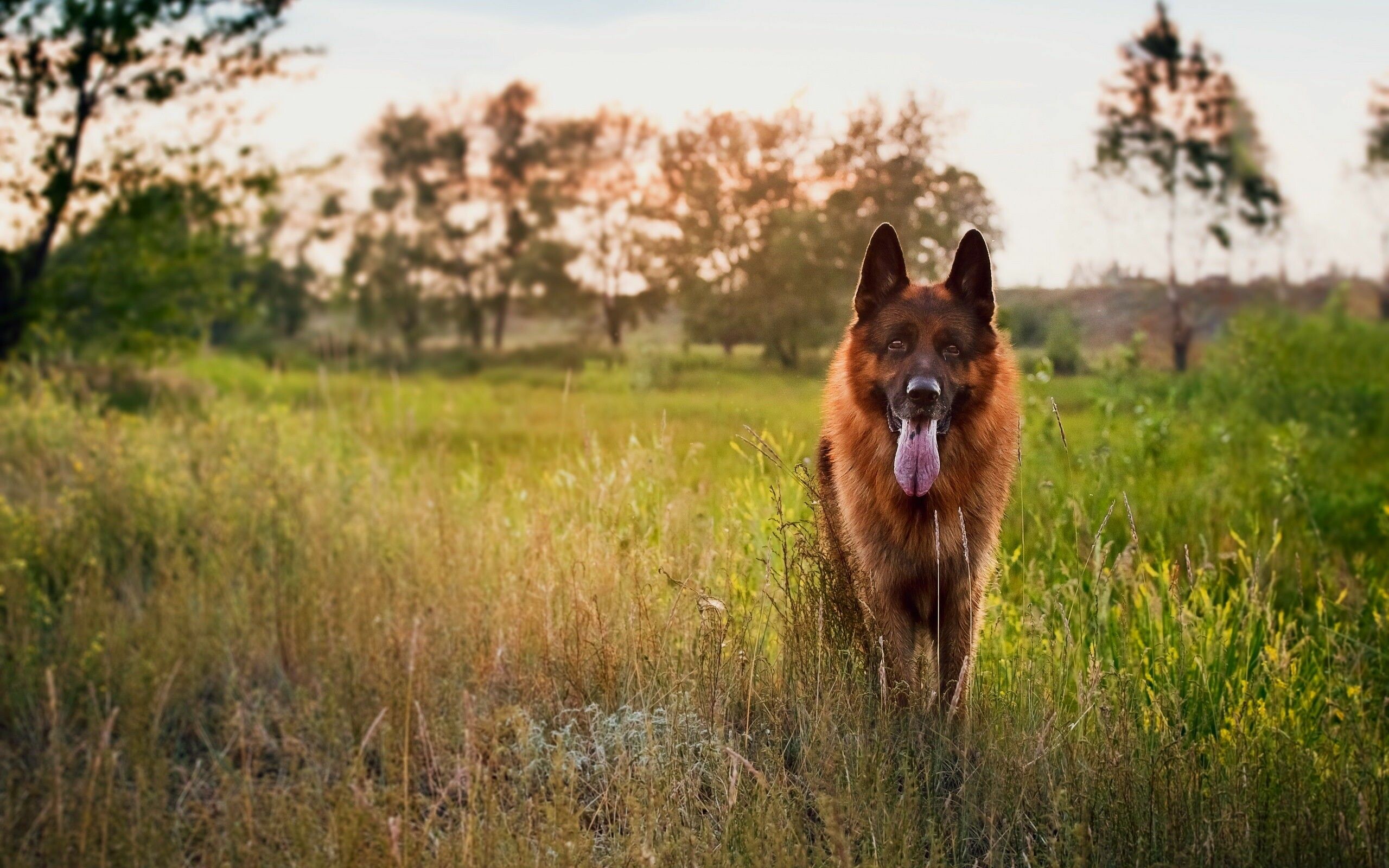 German Shepherd: The breed desirable as police, guard, and search and rescue dogs. 2560x1600 HD Background.