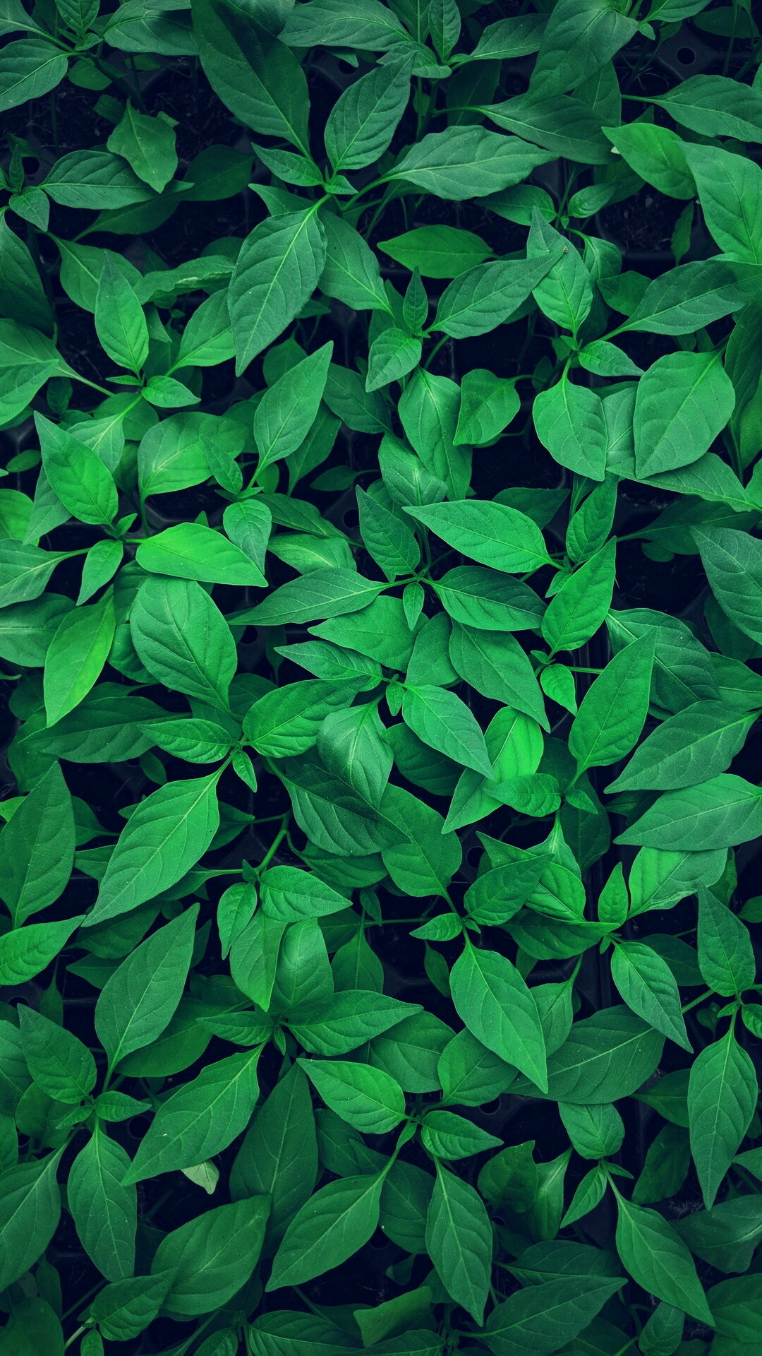 Leaves: The main photosynthetic plant organ, Botany. 1080x1920 Full HD Wallpaper.