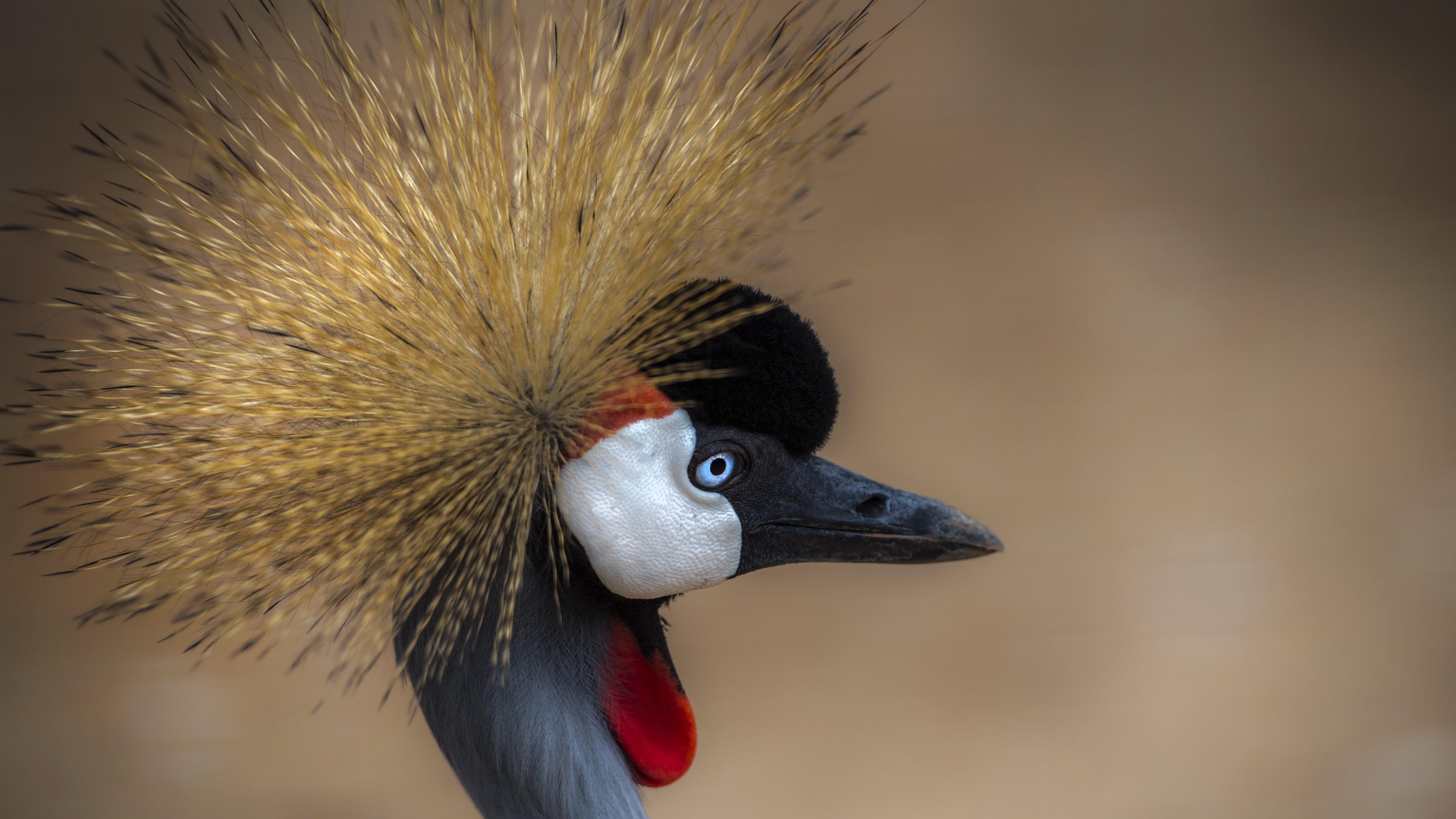 Grey crowned crane, 4K ultra wallpaper, Bird in high resolution, HD background, 3840x2160 4K Desktop