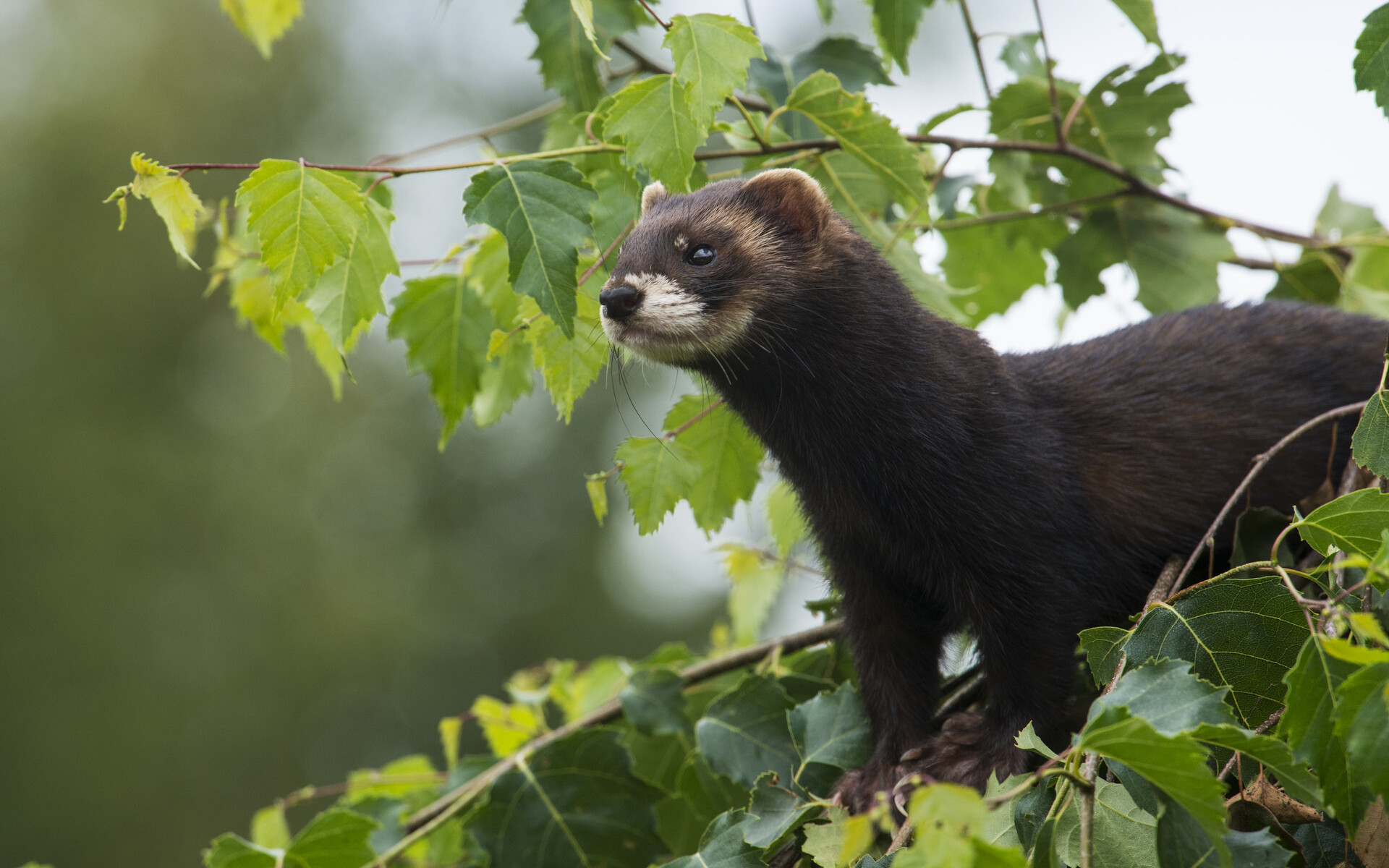 Ferret: Small, furry mammals, The family Mustelidae. 1920x1200 HD Background.