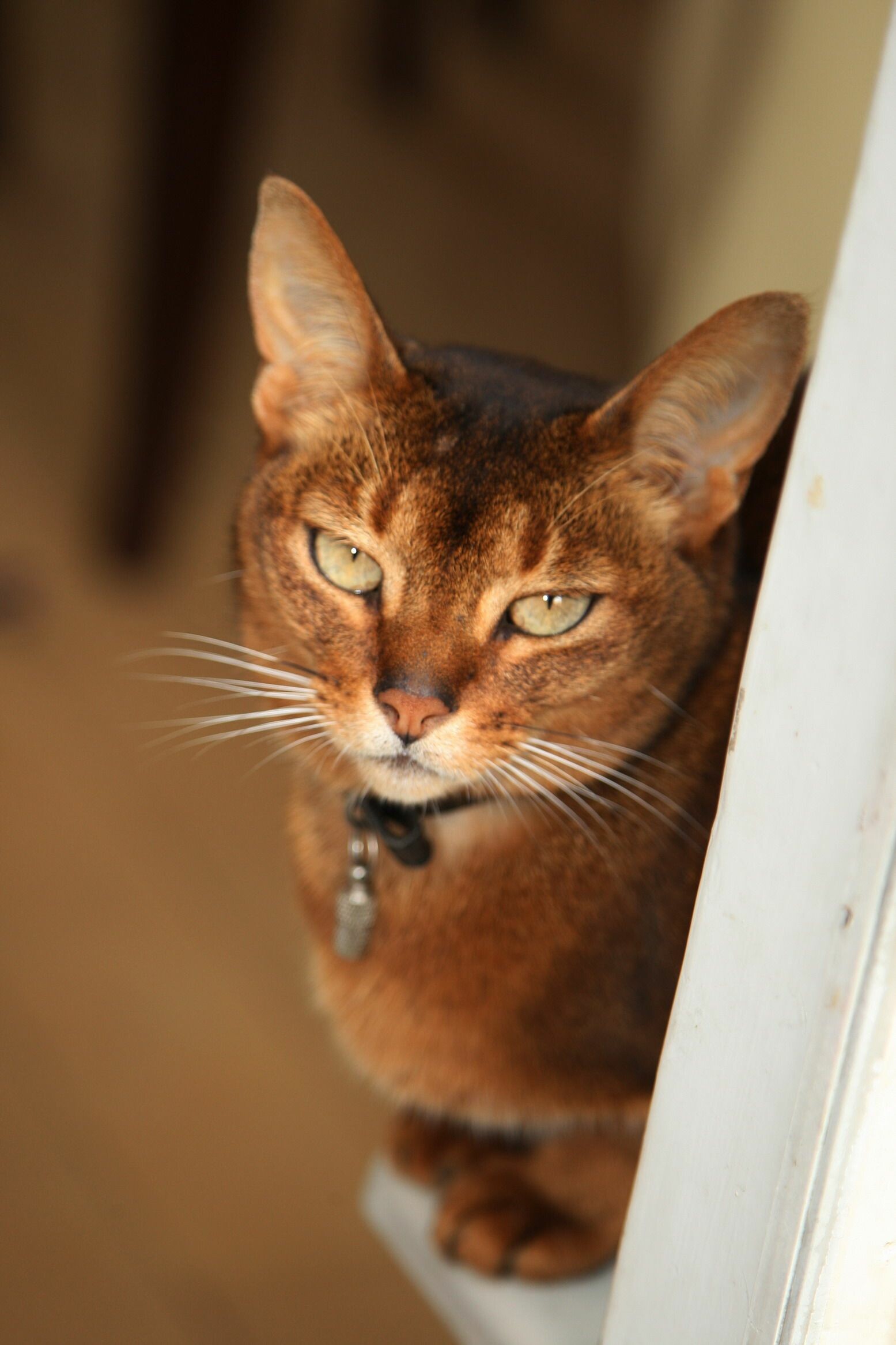 Abyssinian: The breed's distinctive appearance, seeming long, lean and finely colored compared to other cats, has been analogized to that of human fashion models. 1560x2340 HD Wallpaper.