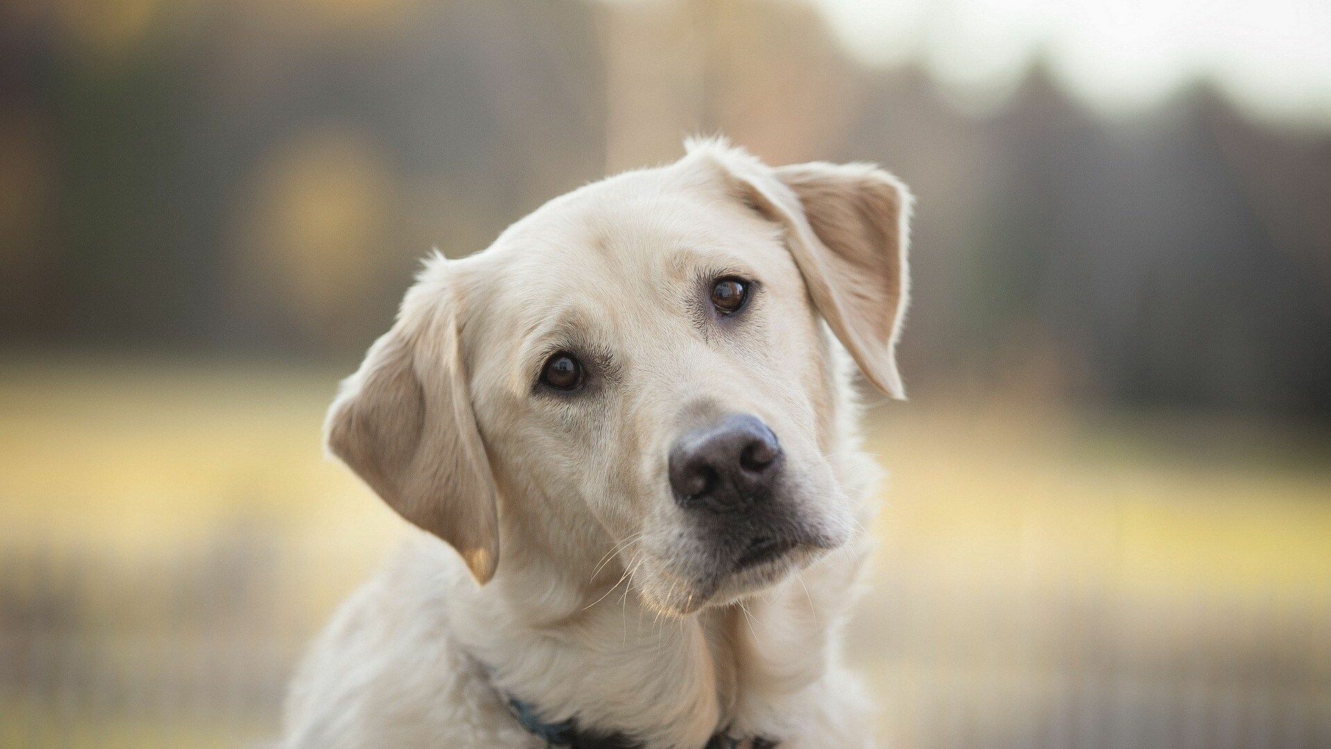 Labrador: He is highly adaptable and trainable and thrives with active owners, Retriever. 1920x1080 Full HD Background.