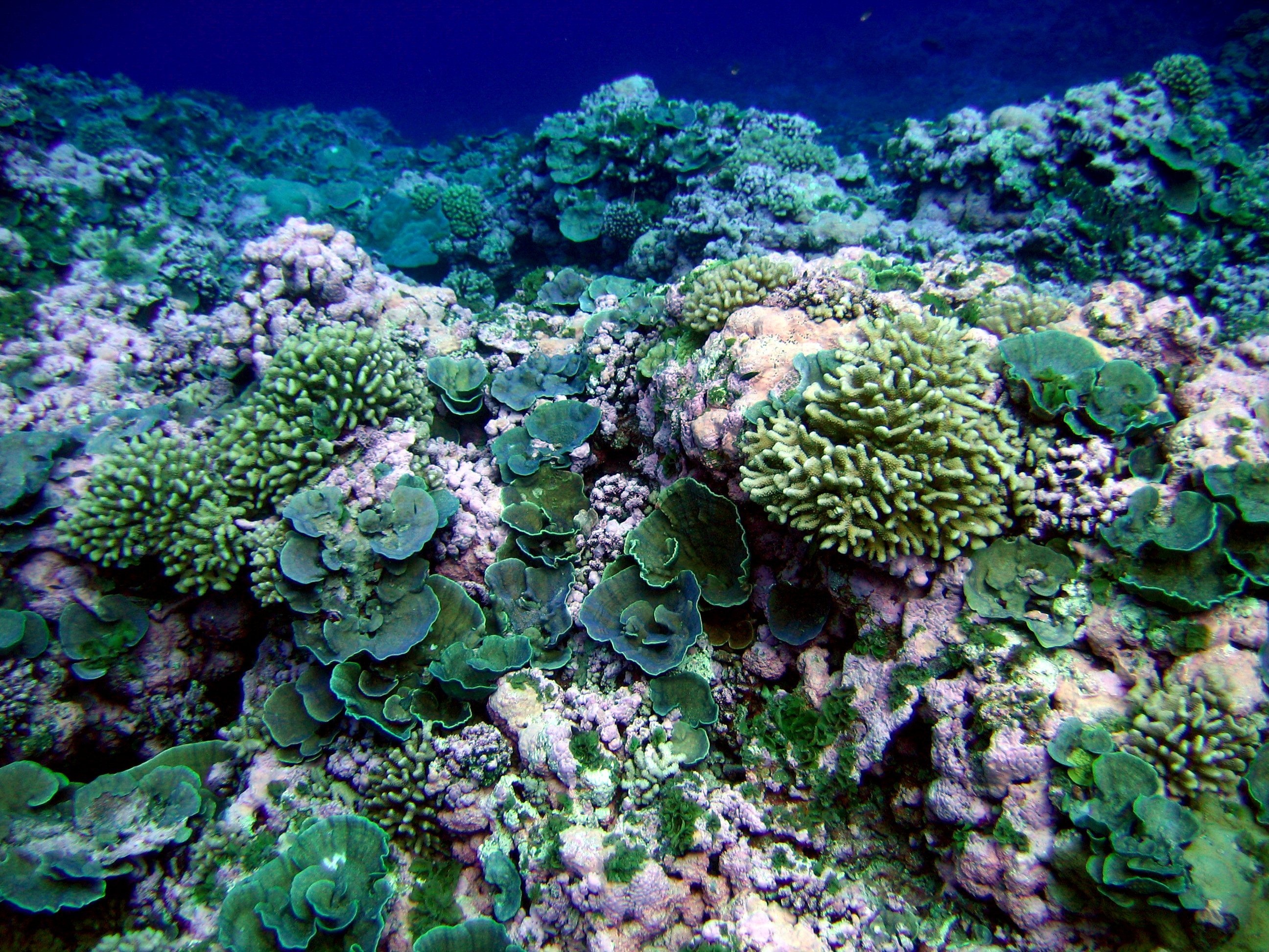Five facts about coral, NASA's coral wonders, Fascinating marine ecosystem, Coral diversity, 2600x1950 HD Desktop