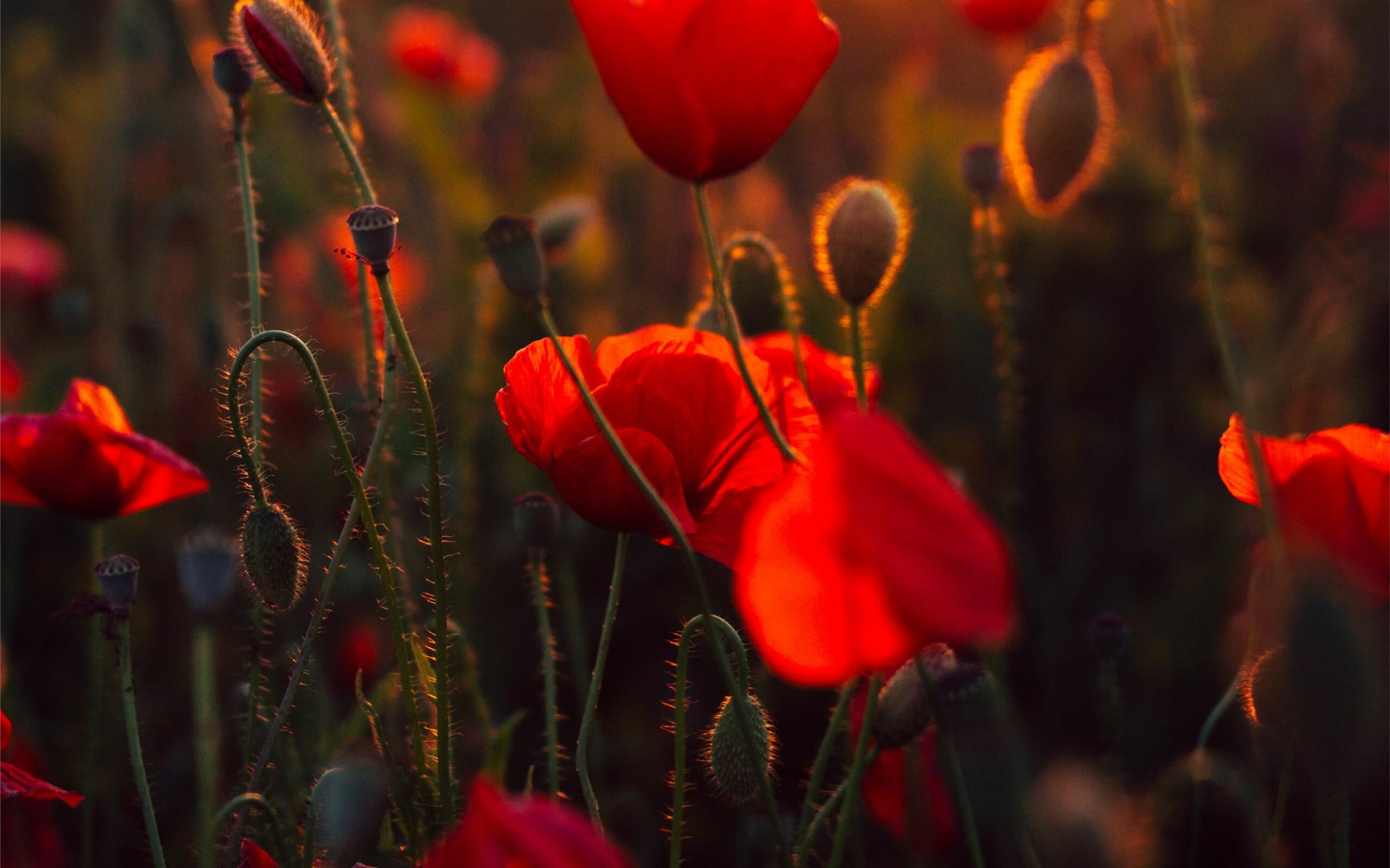 Poppy Flower: Poppies have lobed or dissected leaves and milky sap. 2560x1600 HD Background.