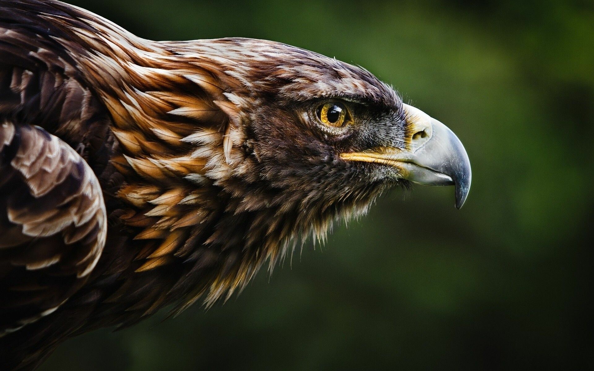 Eagle: It has amazing eyesight and can detect prey up to two miles away. 1920x1200 HD Wallpaper.