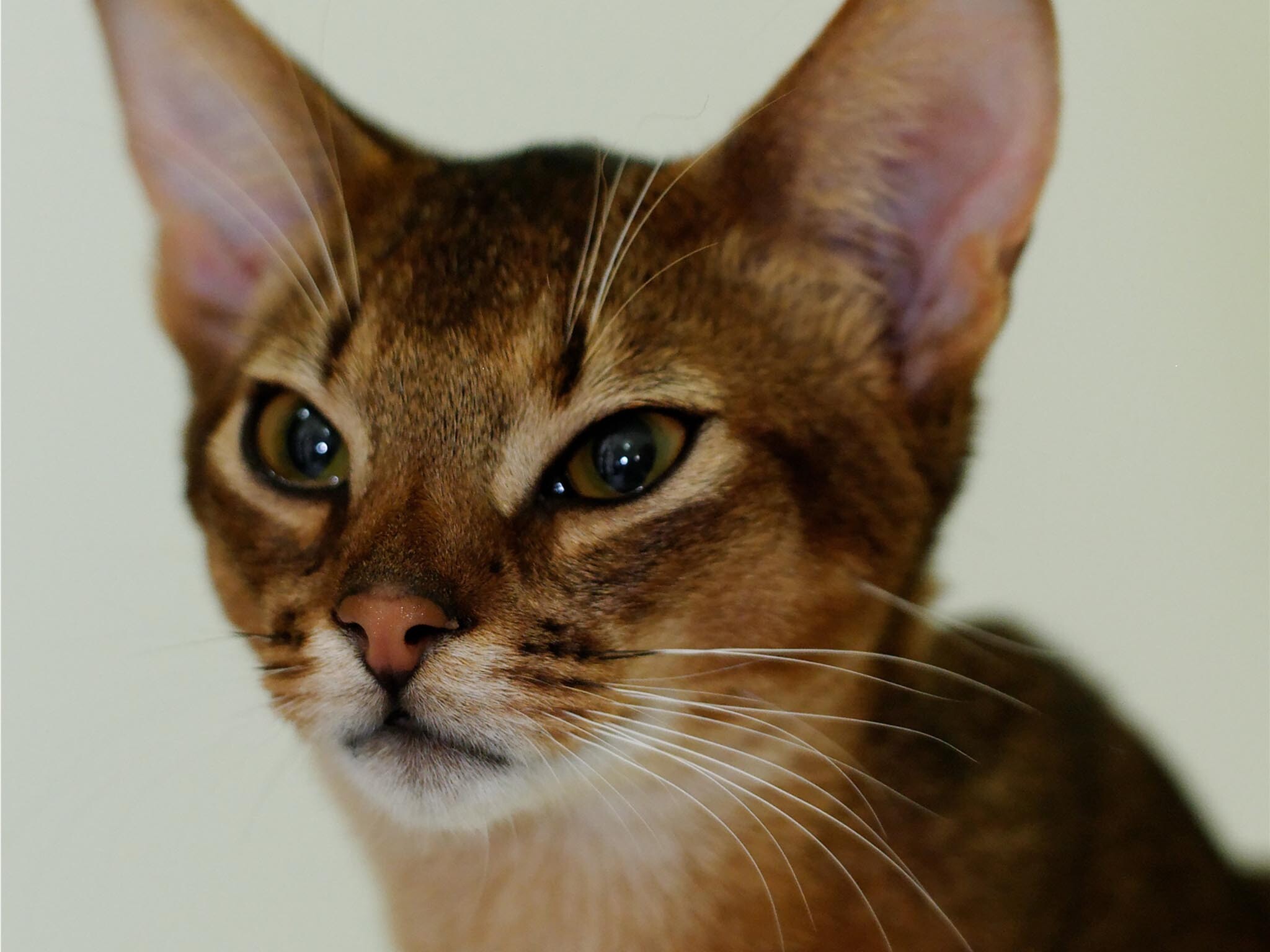 Abyssinian: Abys have a distinctive wildcat look with their ticked coat and large erect ears. 2050x1540 HD Background.