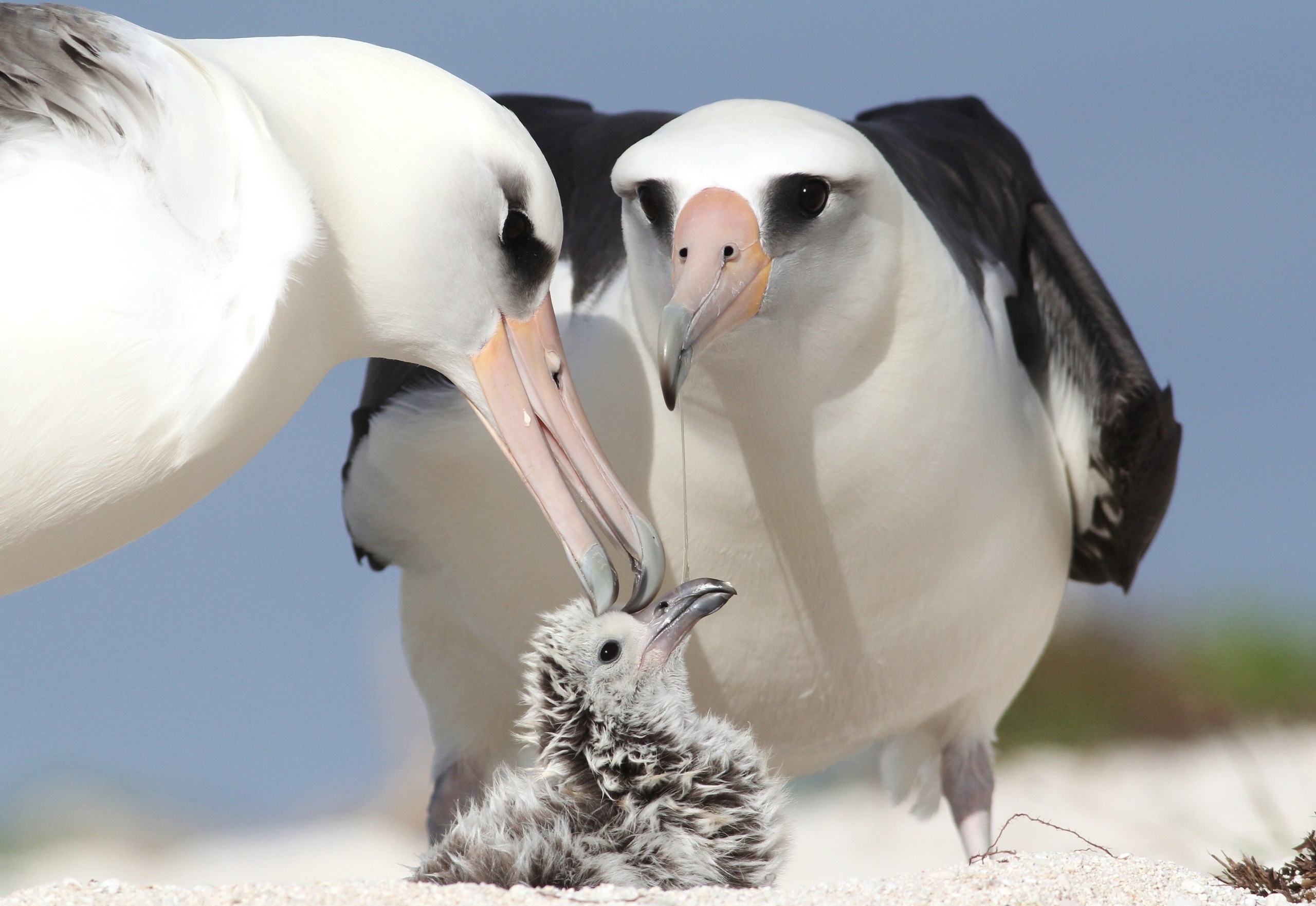 Bird's beak up close, Captivating albatross, Fascinating anatomy, Avian wonder, 2560x1770 HD Desktop