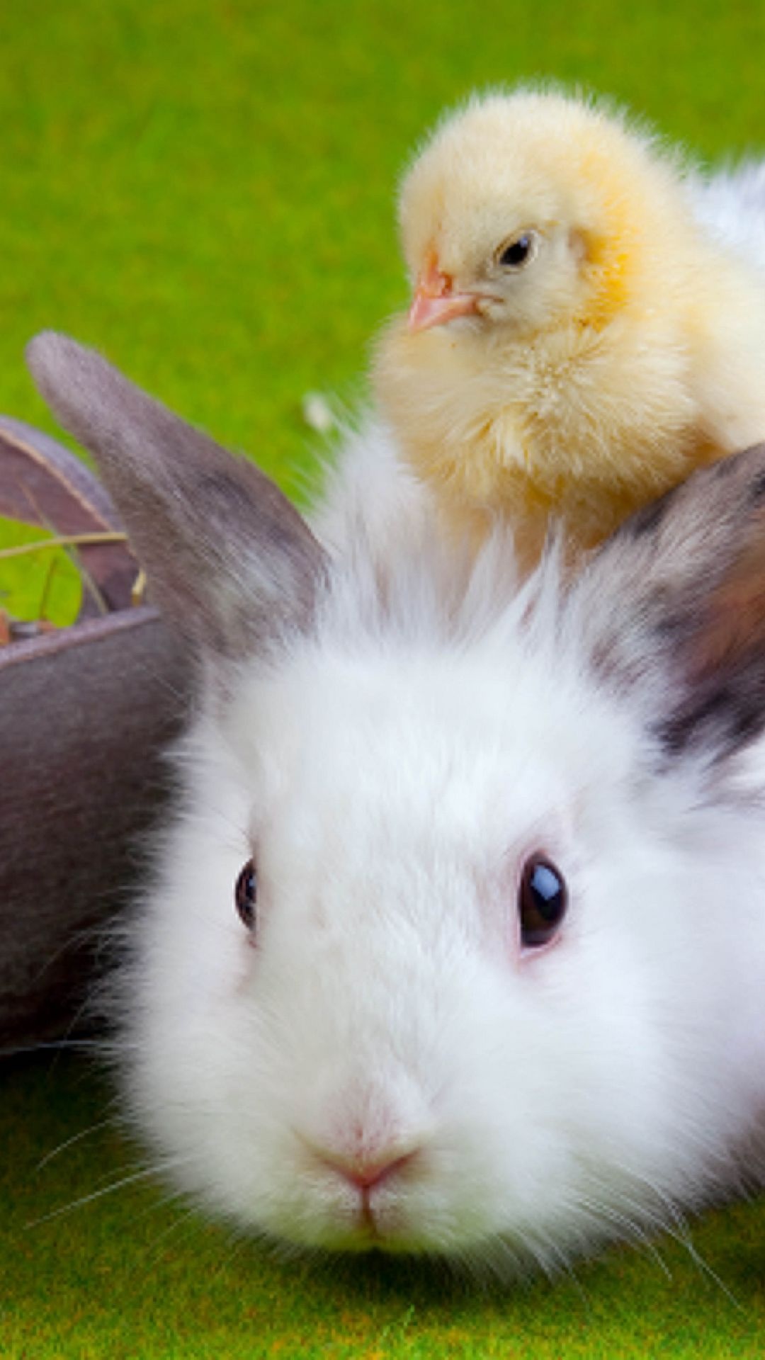 Bunny: Lionhead, A breed of domestic rabbit recognized by the British Rabbit Council (BRC). 1080x1920 Full HD Background.