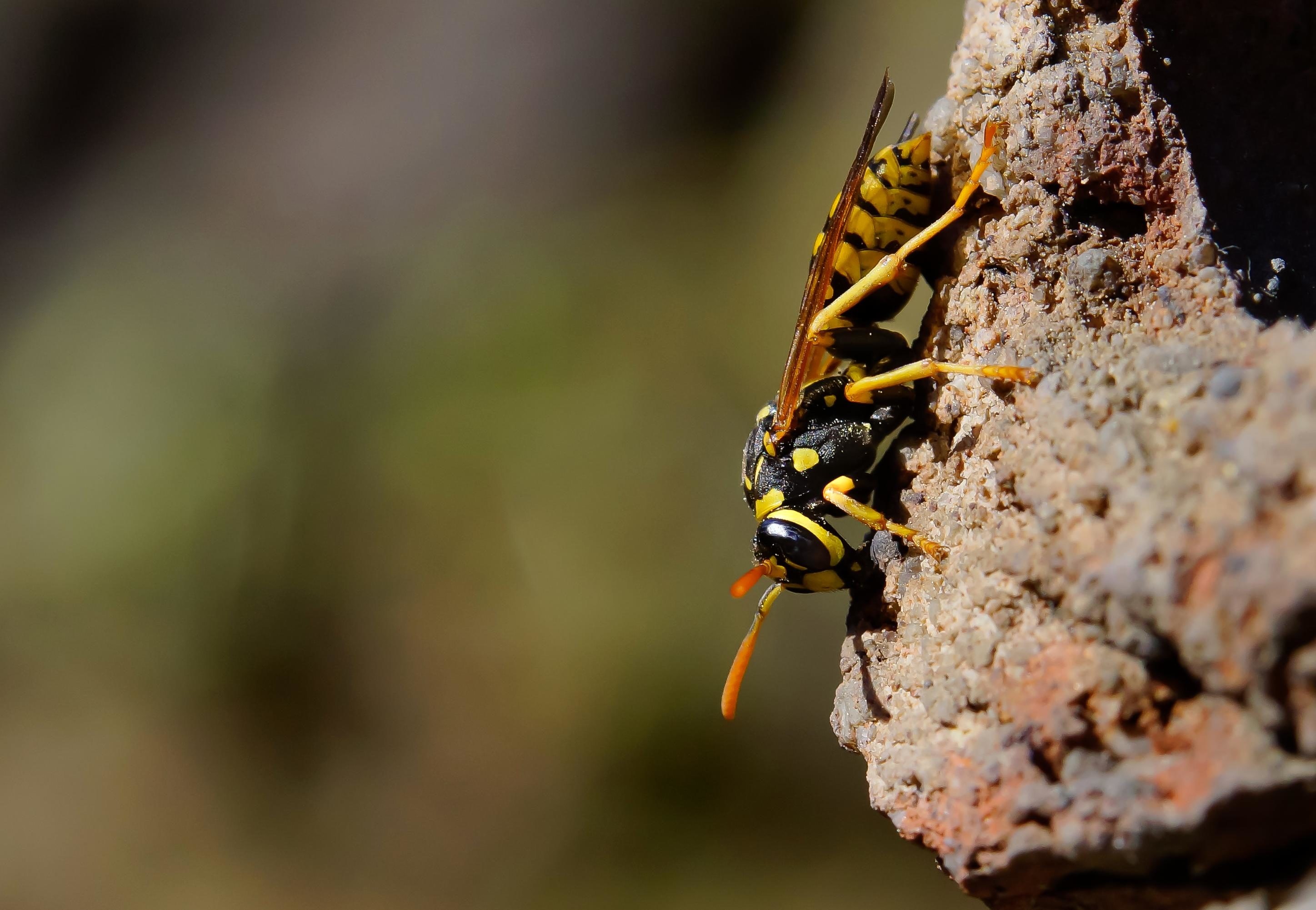 Wildlife stone wasp, Animal macro, 2900x2010 HD Desktop