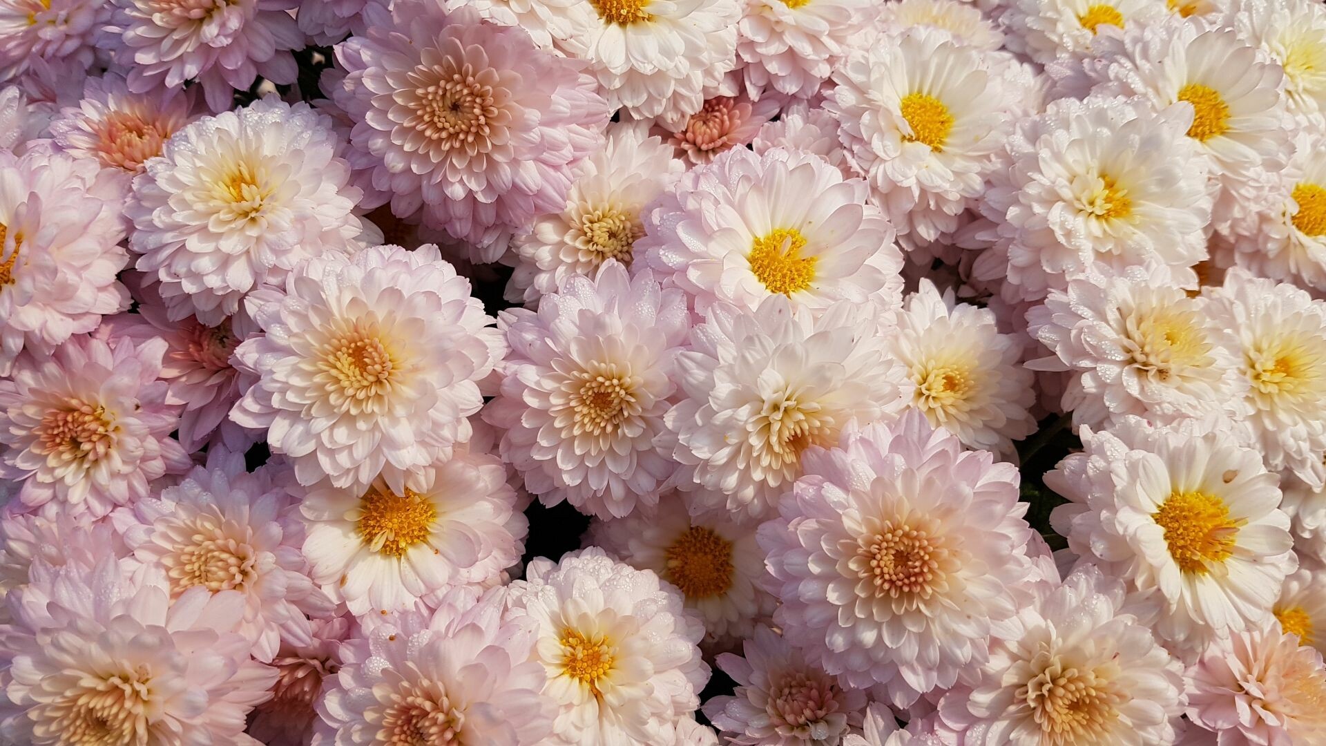 Chrysanthemum: Some species and hybrids have only disc florets in the flower head, while others have both ray and disc florets. 1920x1080 Full HD Wallpaper.