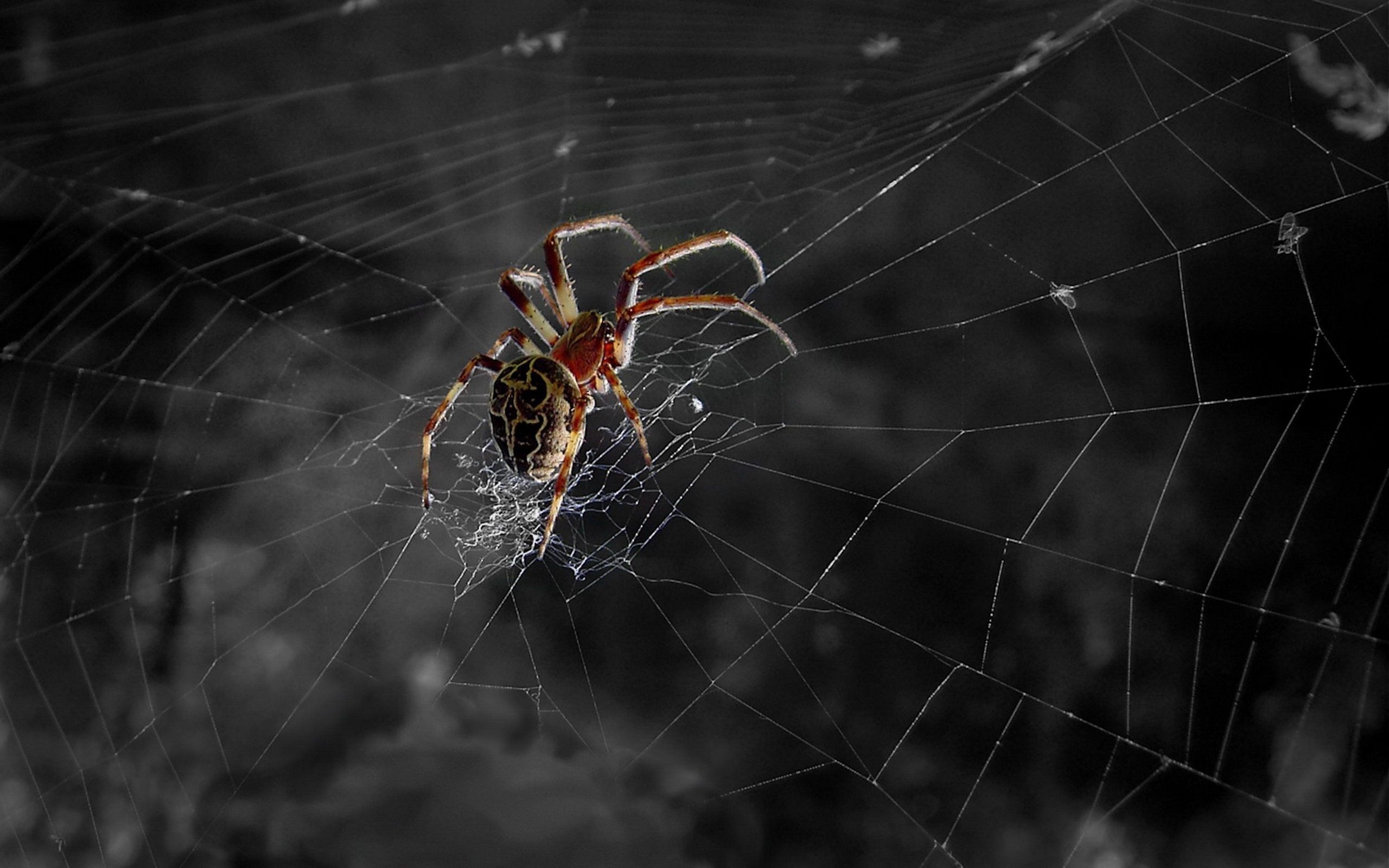 High-resolution wallpapers, Spider close-ups, Detailed arachnids, Wall-worthy, 2560x1600 HD Desktop