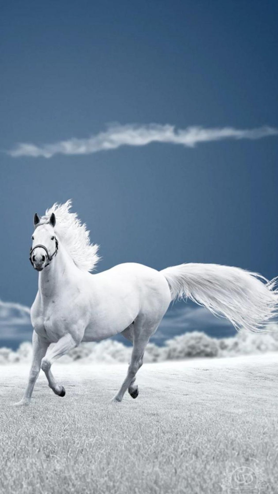 Horse: White horses appear as divine, otherworldly creatures, associated with femininity, purity. 1080x1920 Full HD Wallpaper.
