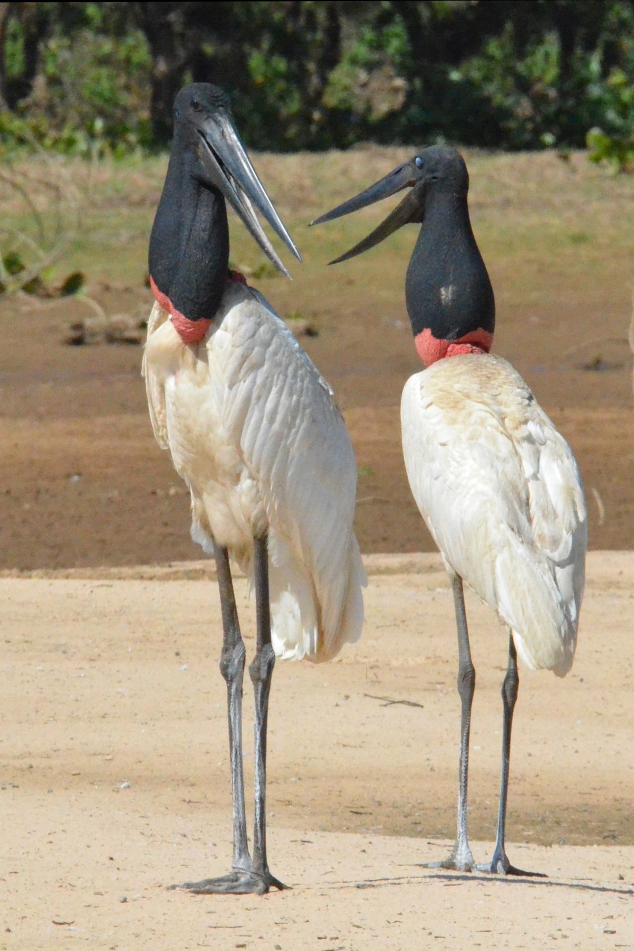 Morning Conversation, Jabiru Storks, Pantanal Brazil, Kate Bruce, 1280x1920 HD Phone
