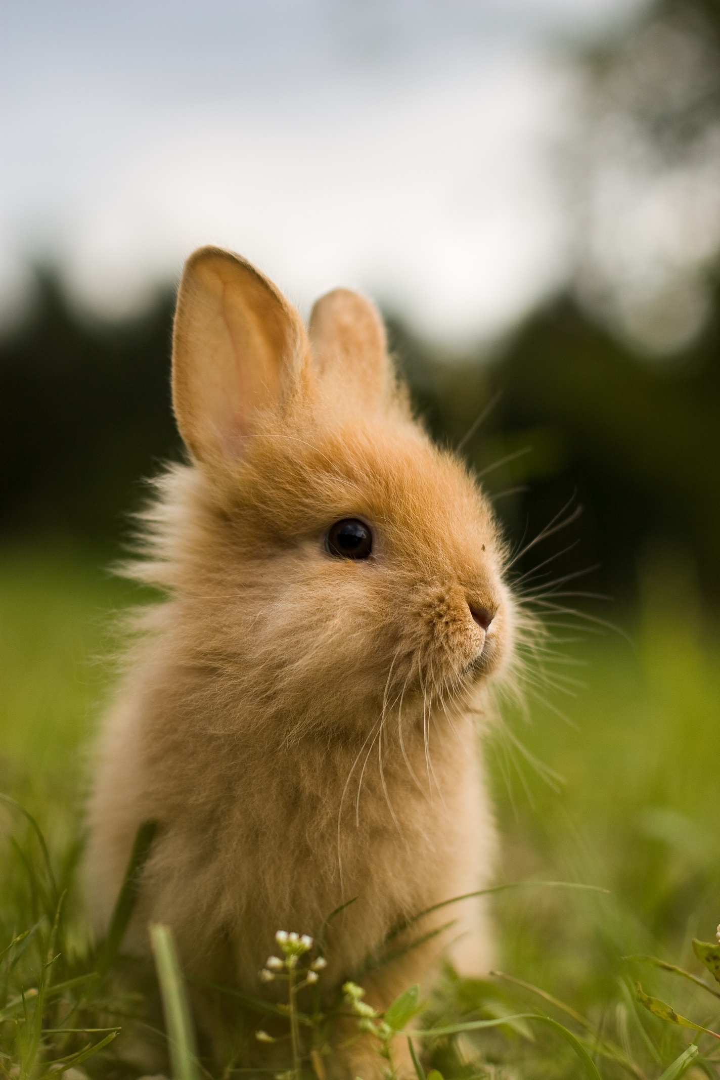 Bunny: Netherland Dwarf rabbits, reaching an average adult weight of less than 1 kg. 1430x2140 HD Wallpaper.